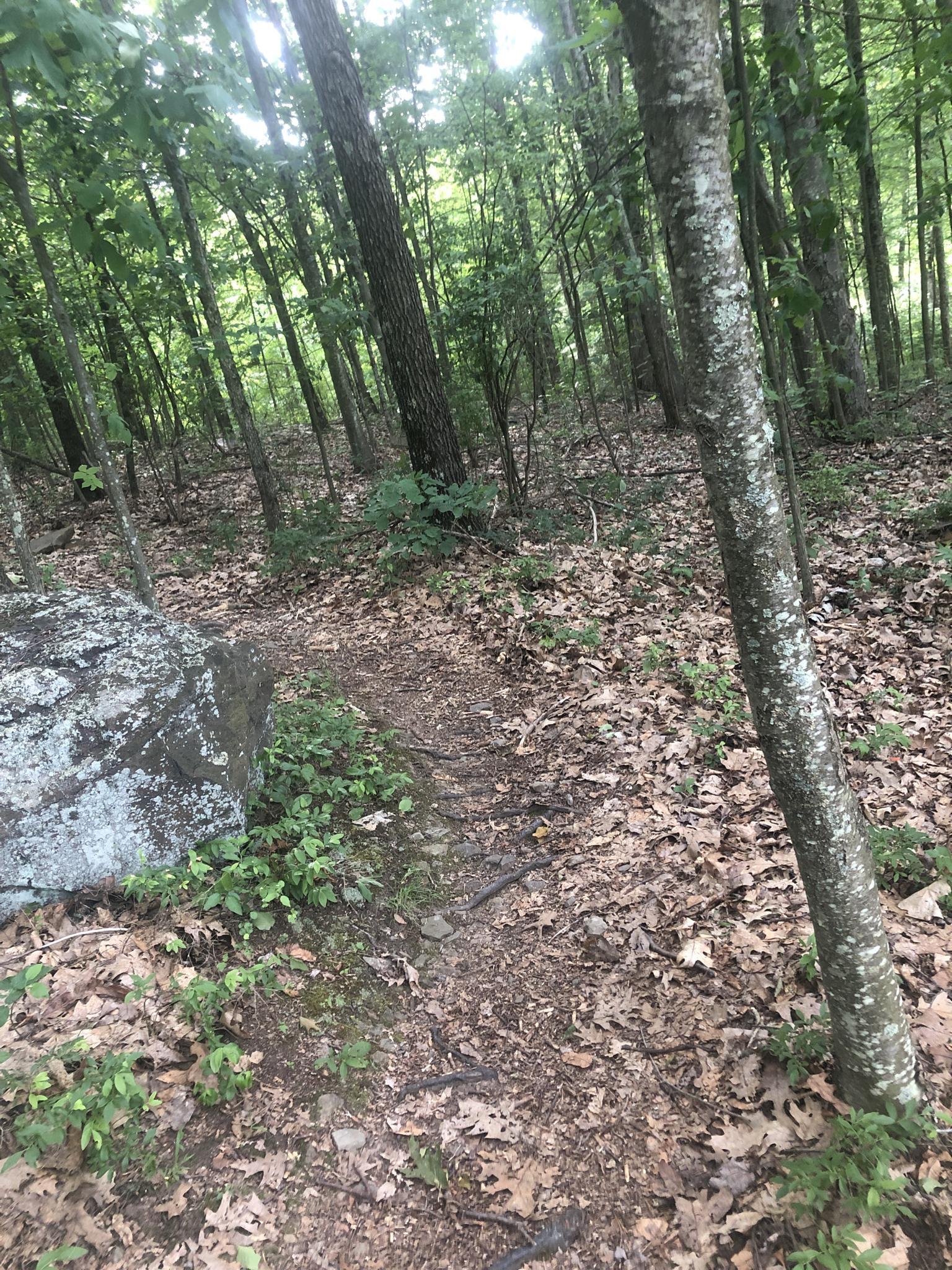 A dirt path with fallen leaves next to a large mossy rock in a forest.