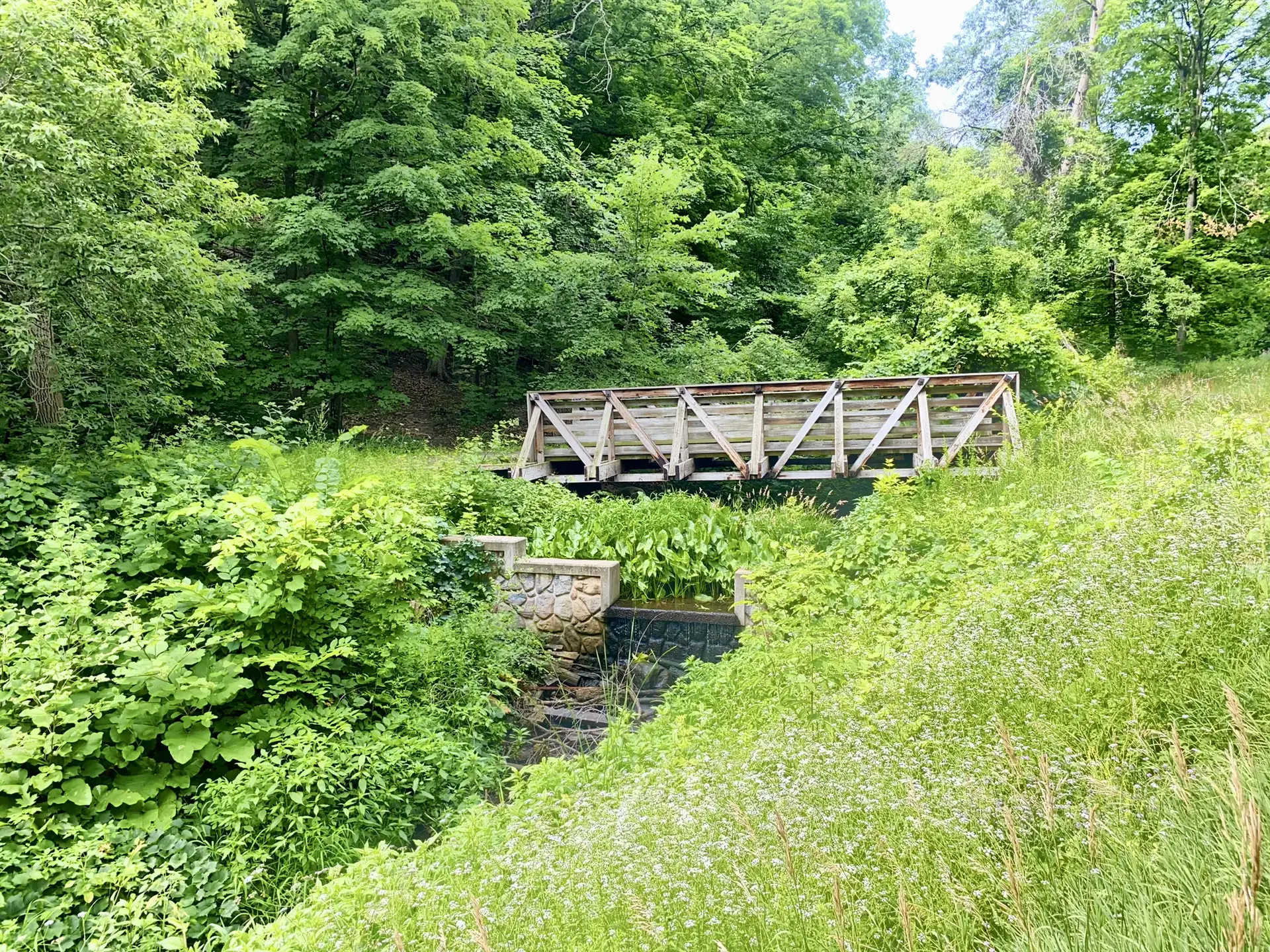 A small wooden bridge crosses a stream amidst dense green foliage.