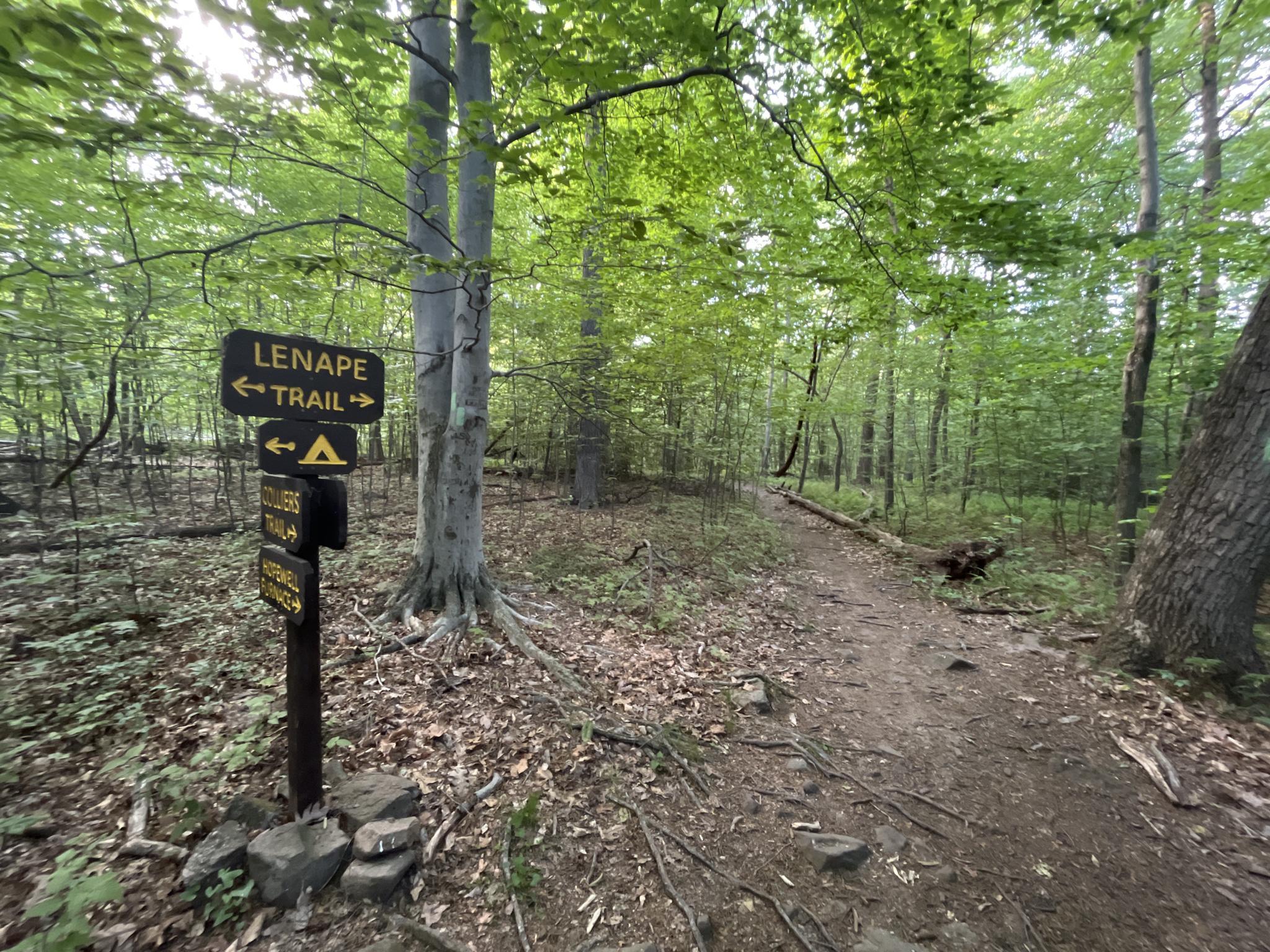 A wooden trail signpost stands beside a dirt path in a sunlit green forest.