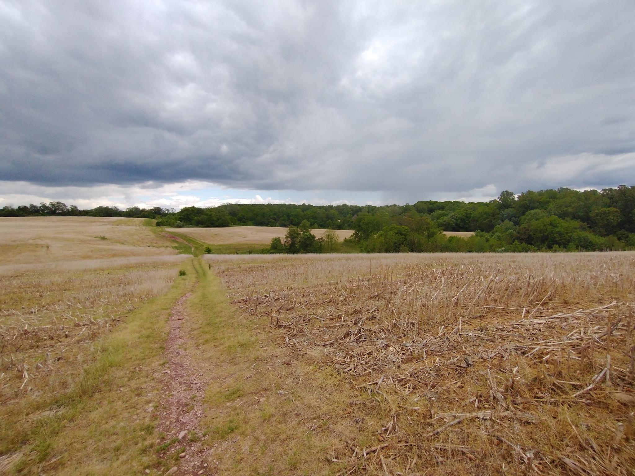 Dirt path through dry, golden fields under a dark, cloudy sky.