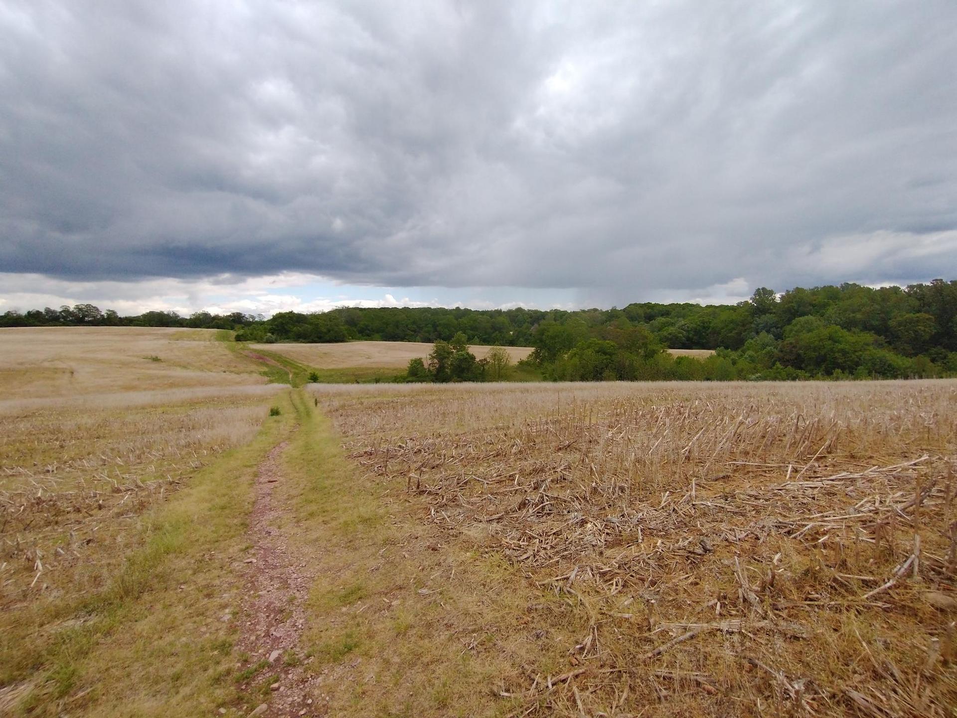 Dirt path through dry, golden fields under a dark, cloudy sky.