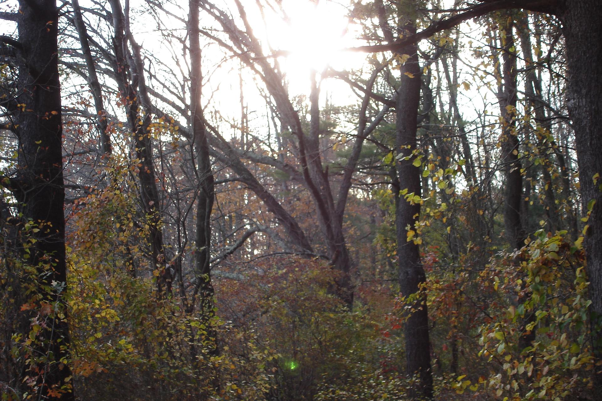 Sunlight streams through tall trees with colorful autumn foliage in a forest.