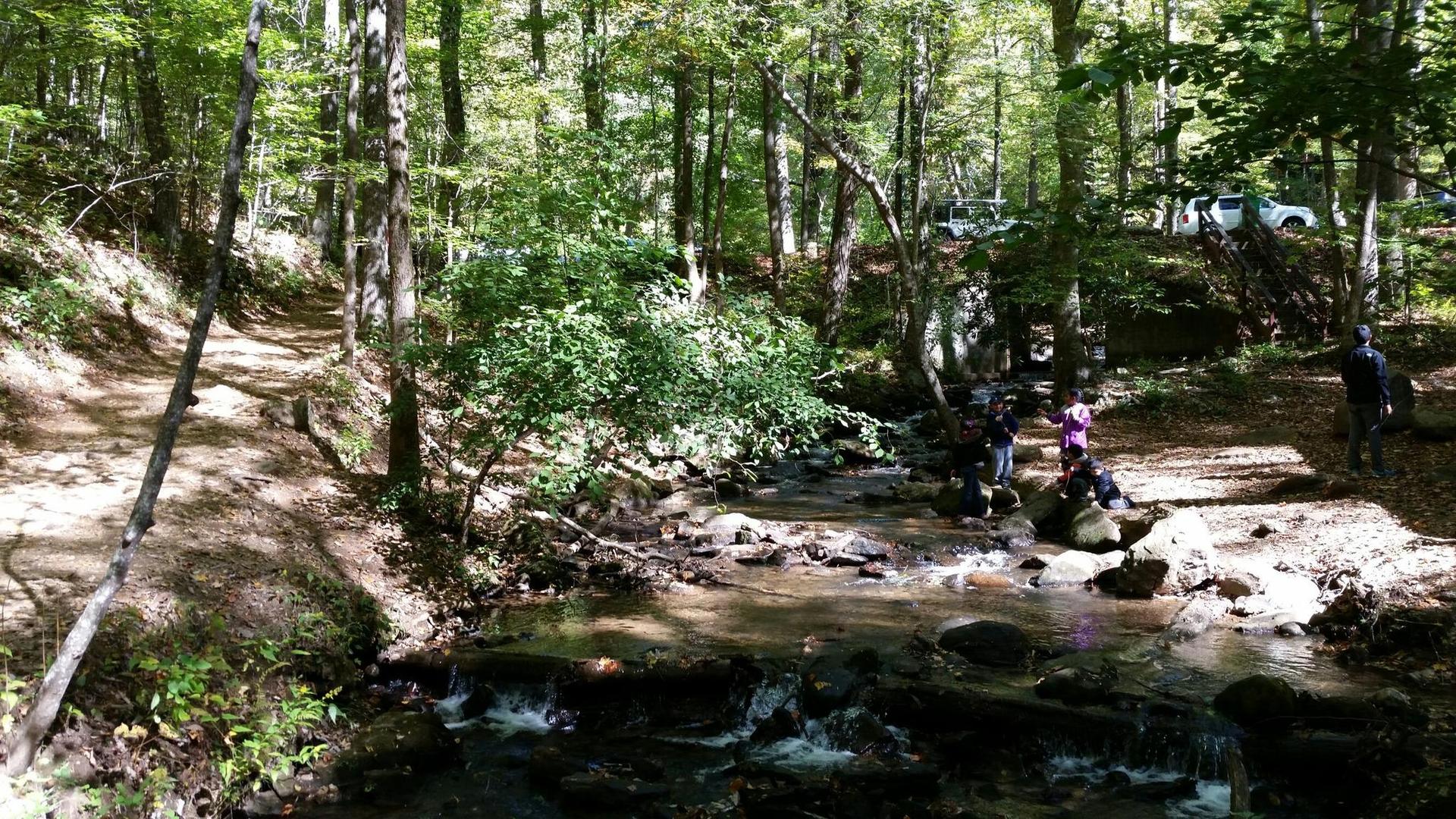 People gathered by a rocky stream in a sun-dappled forest, cars in background.