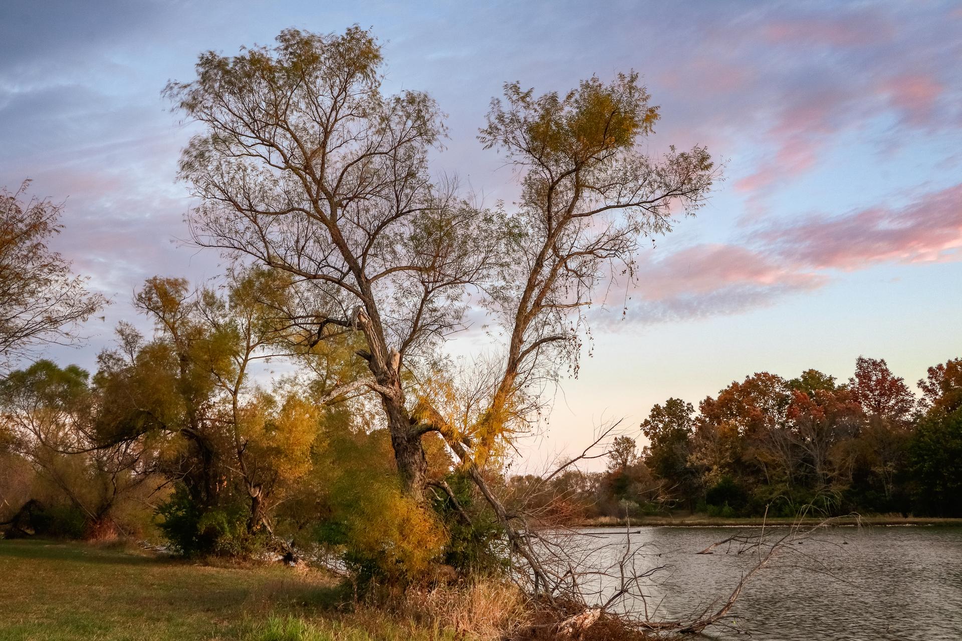 Large tree with bare branches by a calm river at sunset.