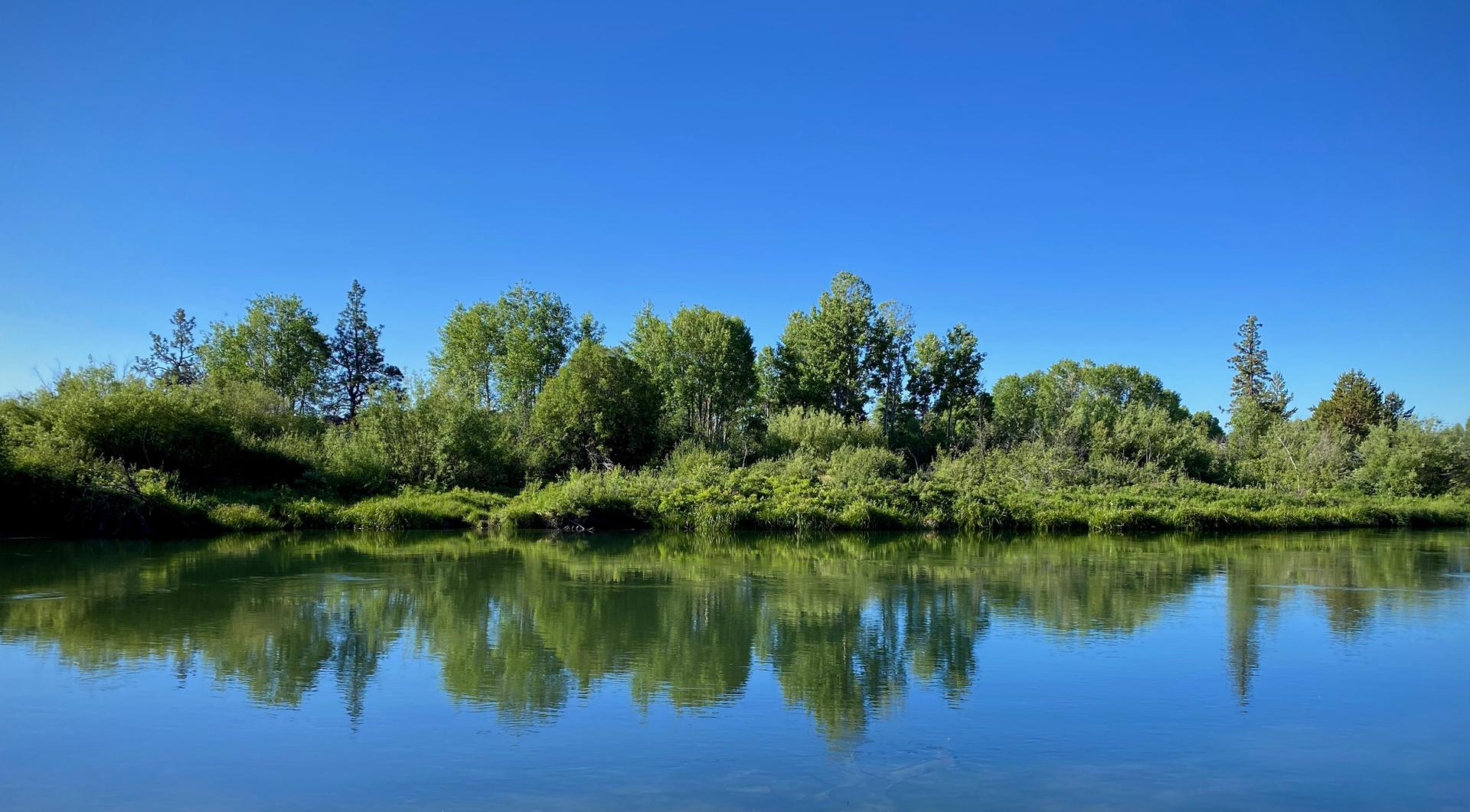 Bright sunny day with a calm river reflecting a line of green trees.