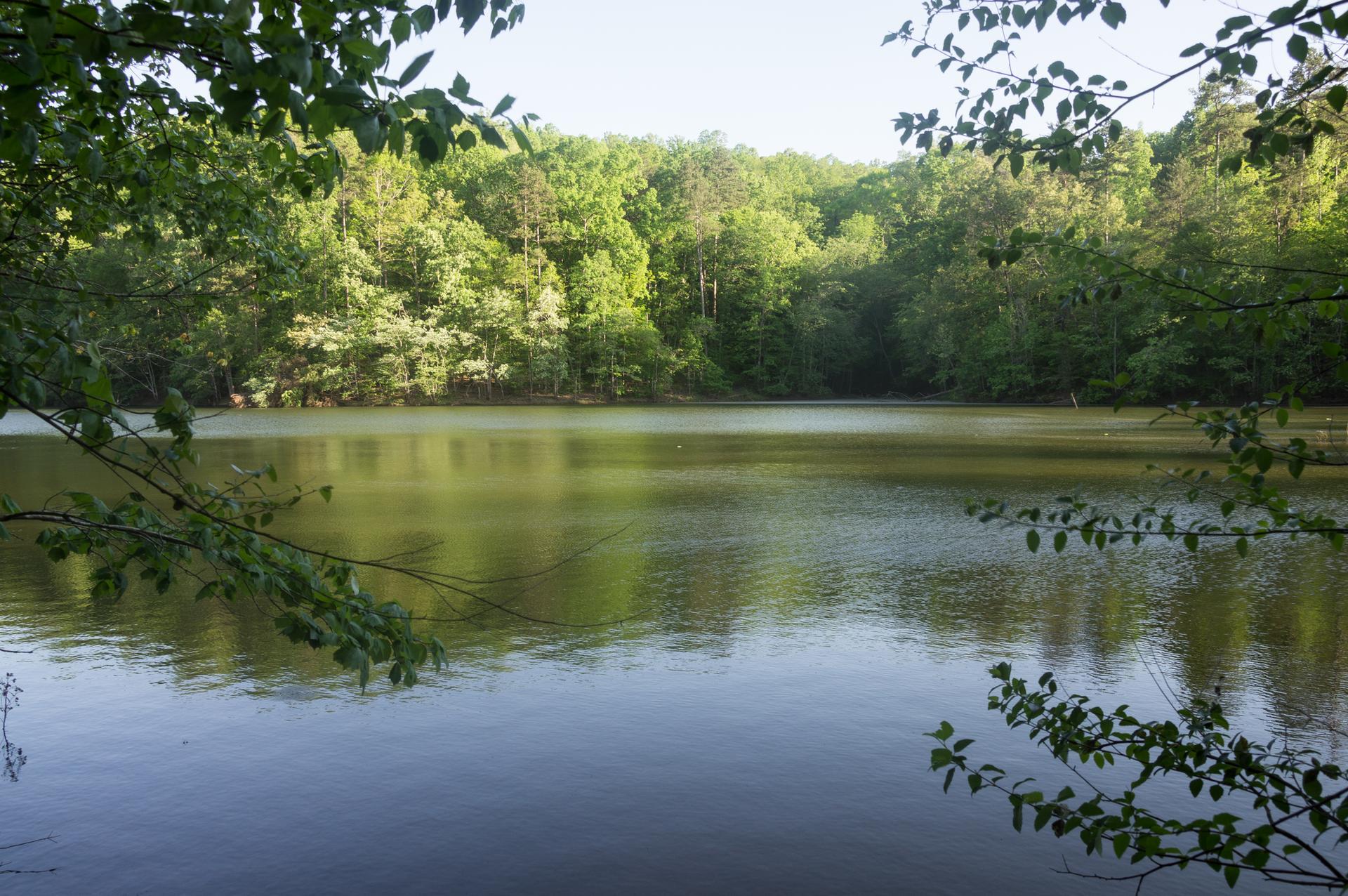 A calm lake surrounded by lush green trees under bright daylight.