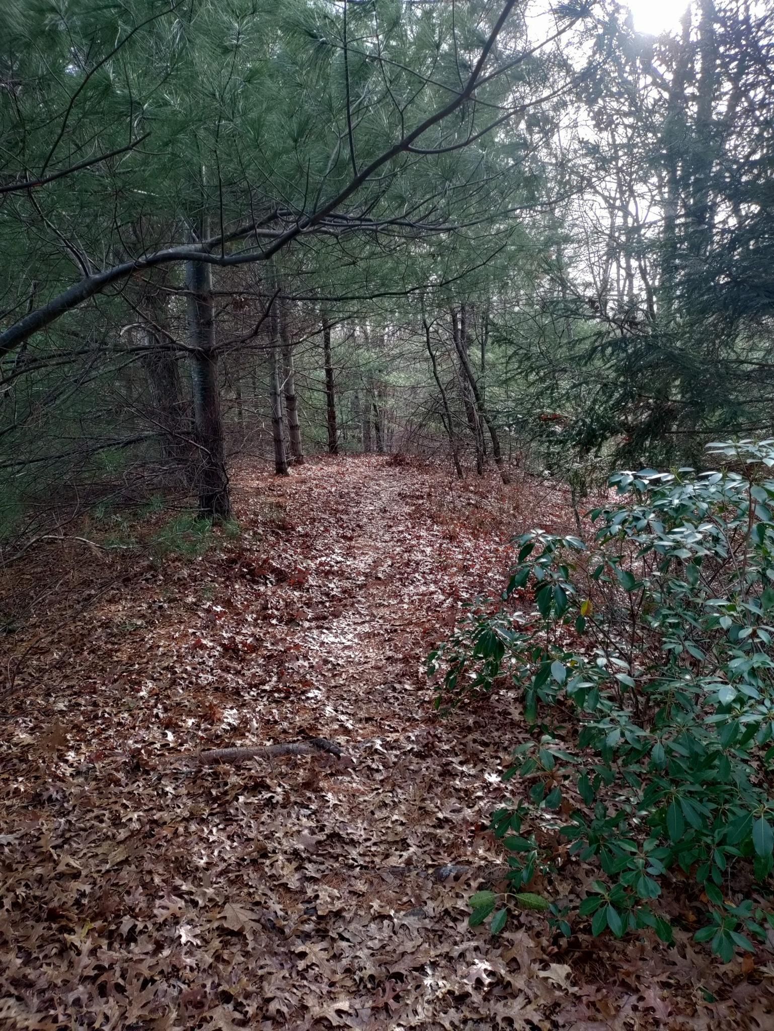 A leaf-covered forest path winding through dense evergreen trees on an overcast day. - Belleville Pond – Ryan Park Trails loop from North Kingstown