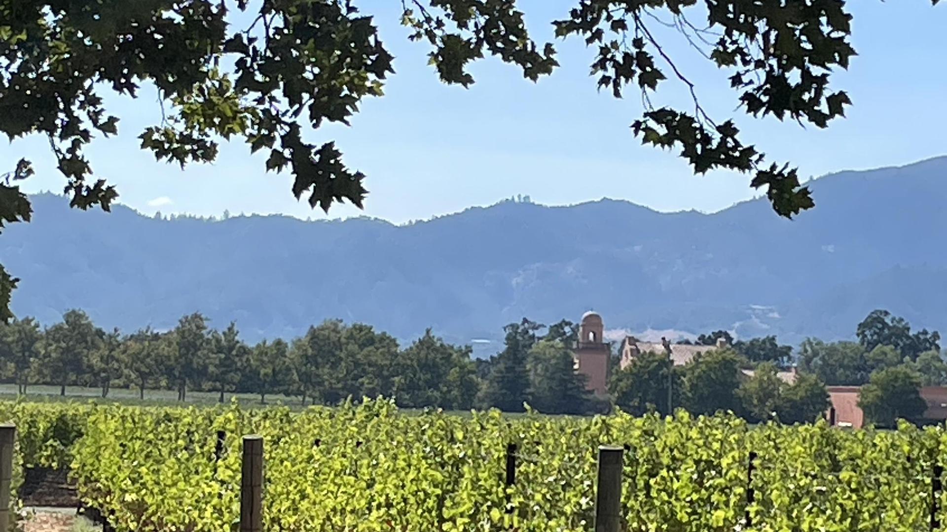 Lush green vineyard rows with distant mountains and buildings under a clear sky.
