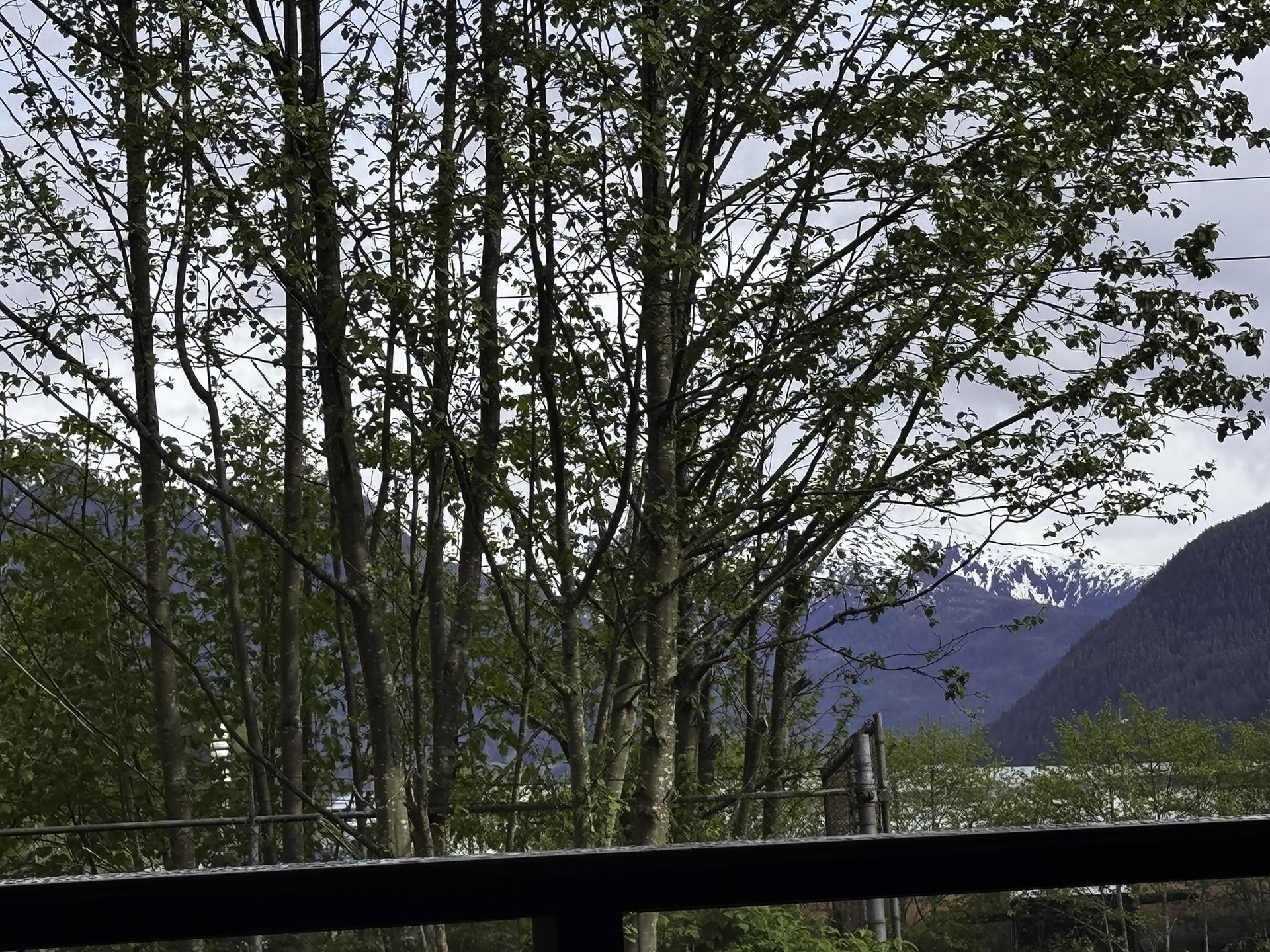 Green trees frame a view of distant snow-capped mountains and water.