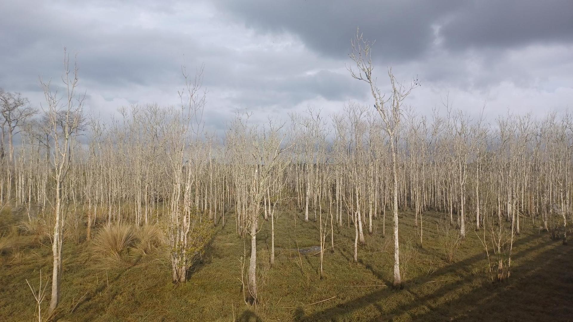 Field of numerous bare trees under a dramatic cloudy sky.