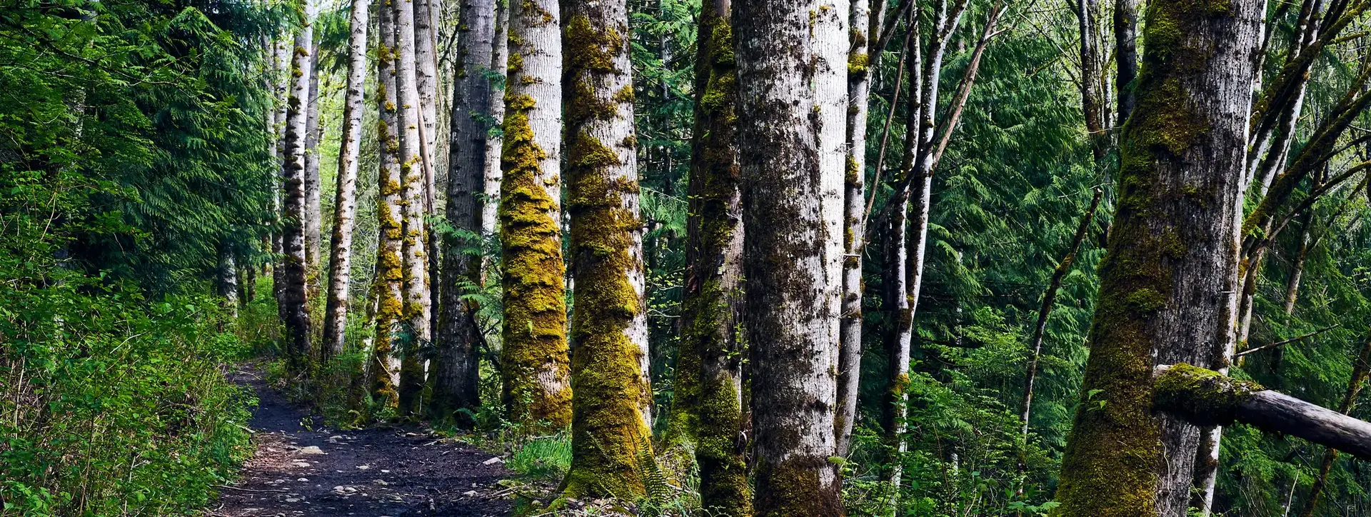 A forest path lined with tall, mossy trees under dappled sunlight.