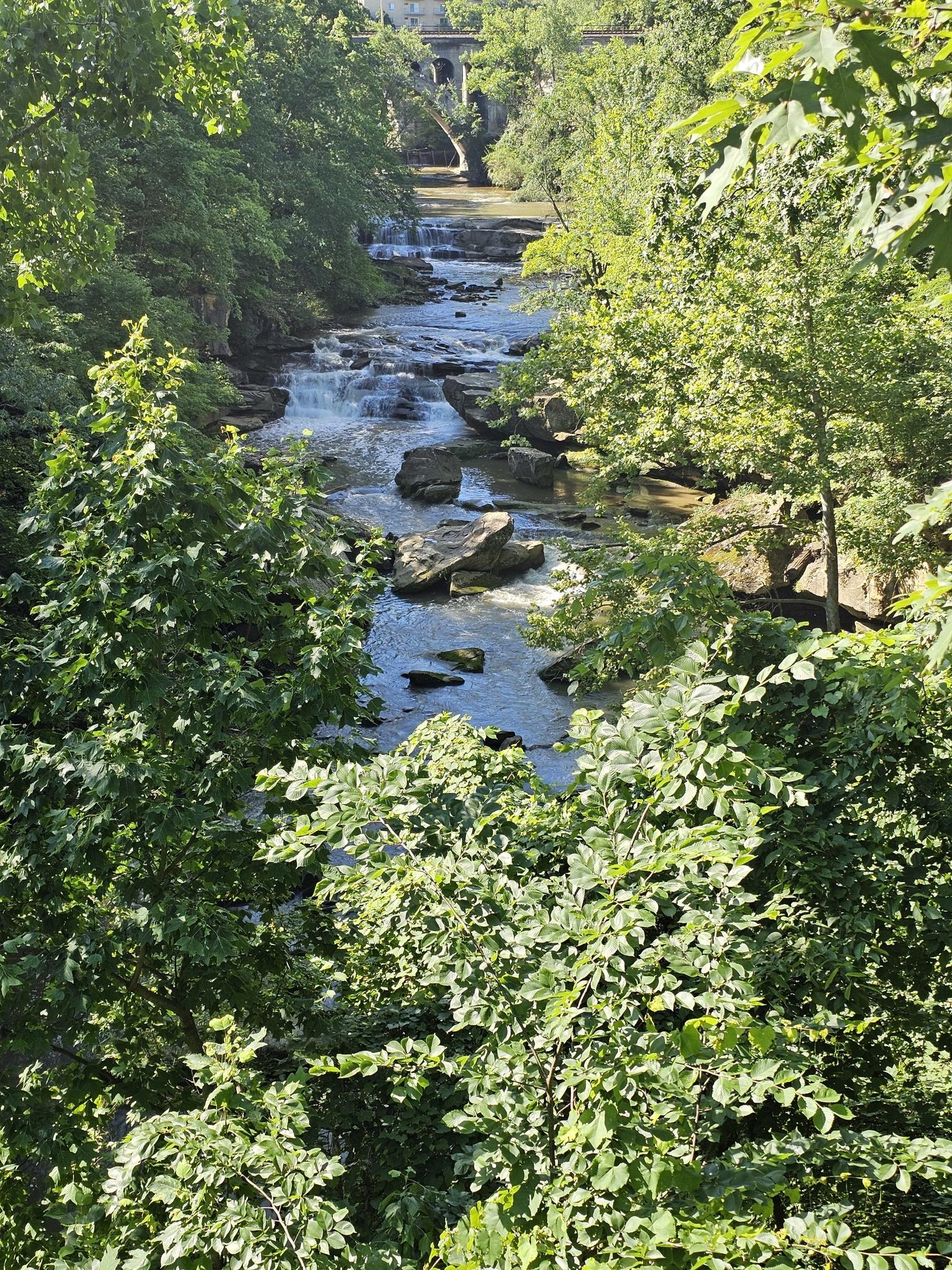 Sunny view of a rocky river with rapids flowing through dense green trees.
