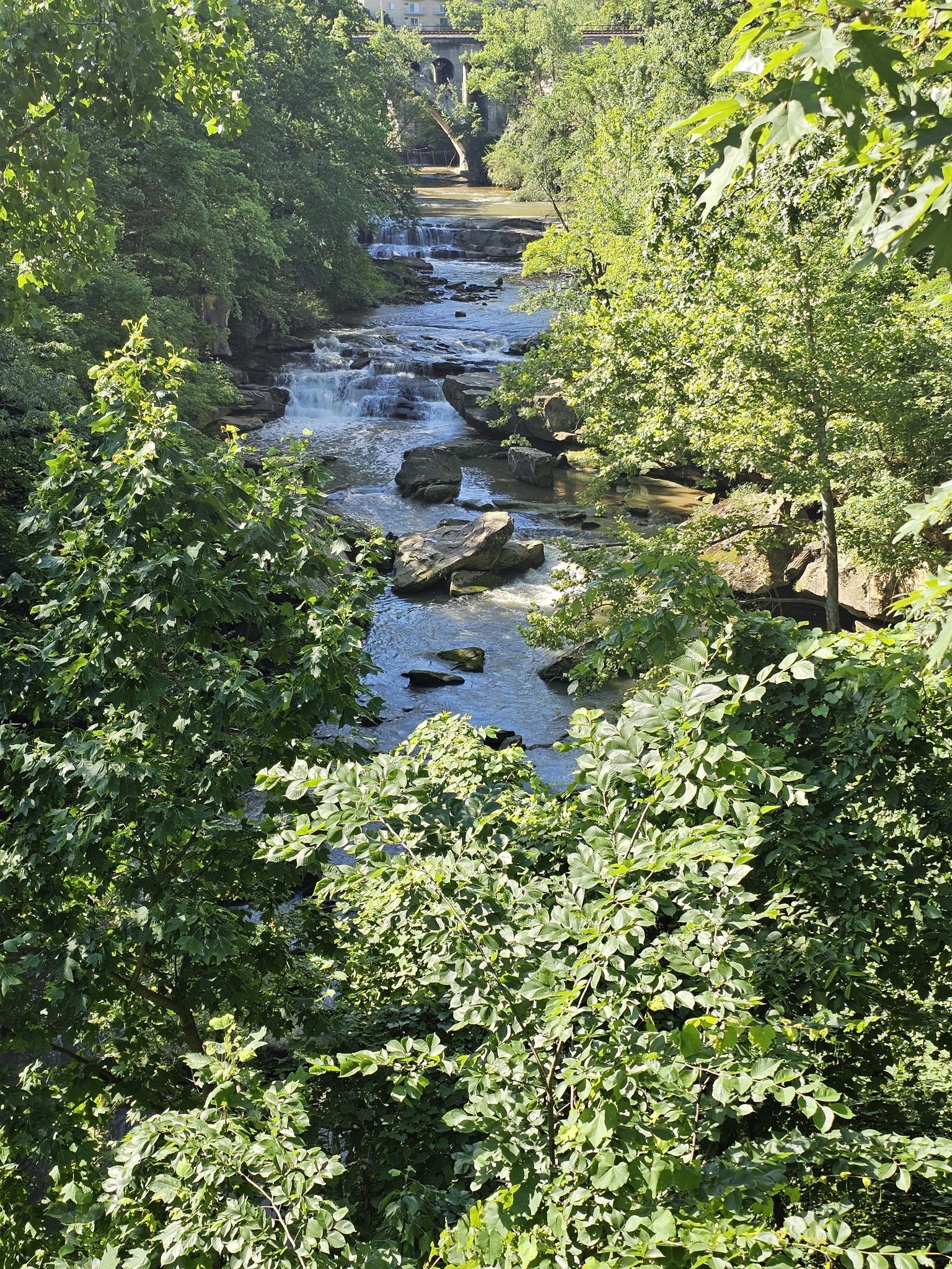 Sunny view of a rocky river with rapids flowing through dense green trees. - Rocky River Nature Center – Berea Falls Scenic Overlook loop from Rocky River
