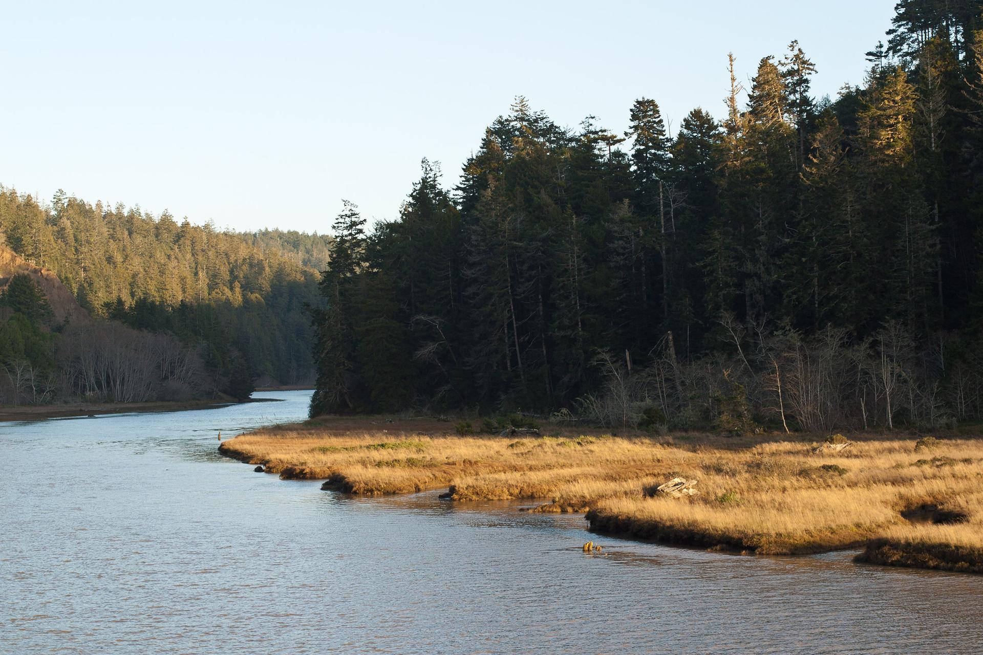 River flowing past a sunlit forest and golden grassy banks.