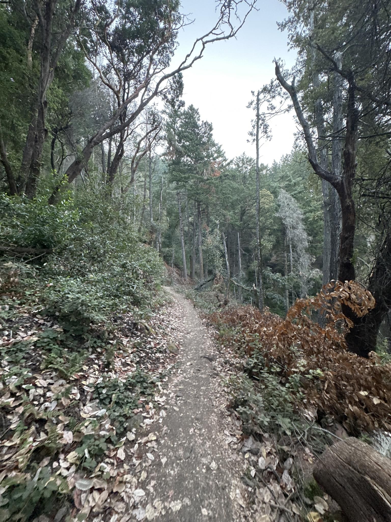Winding dirt path through a dense forest with tall trees and fallen leaves. - Saratoga to the Skyline Trail Loop