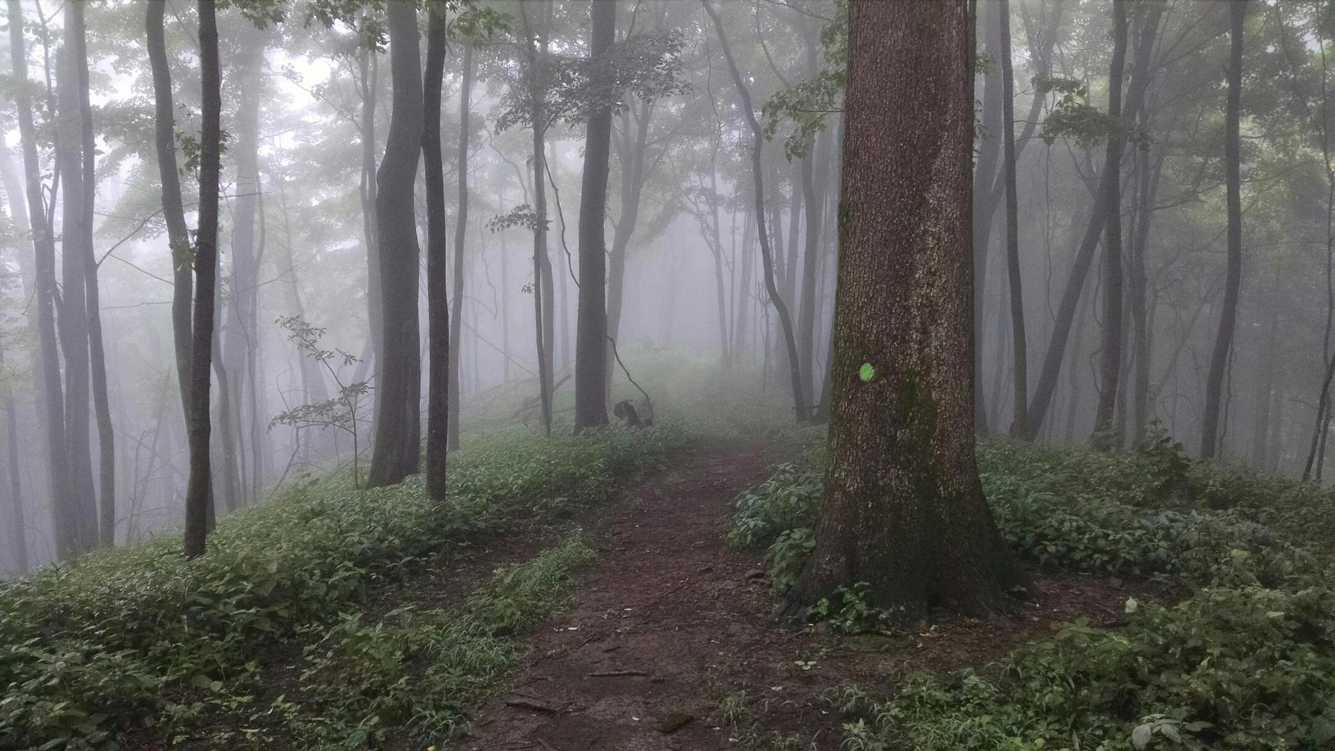 A dirt path winds through a dense, misty forest with tall trees.