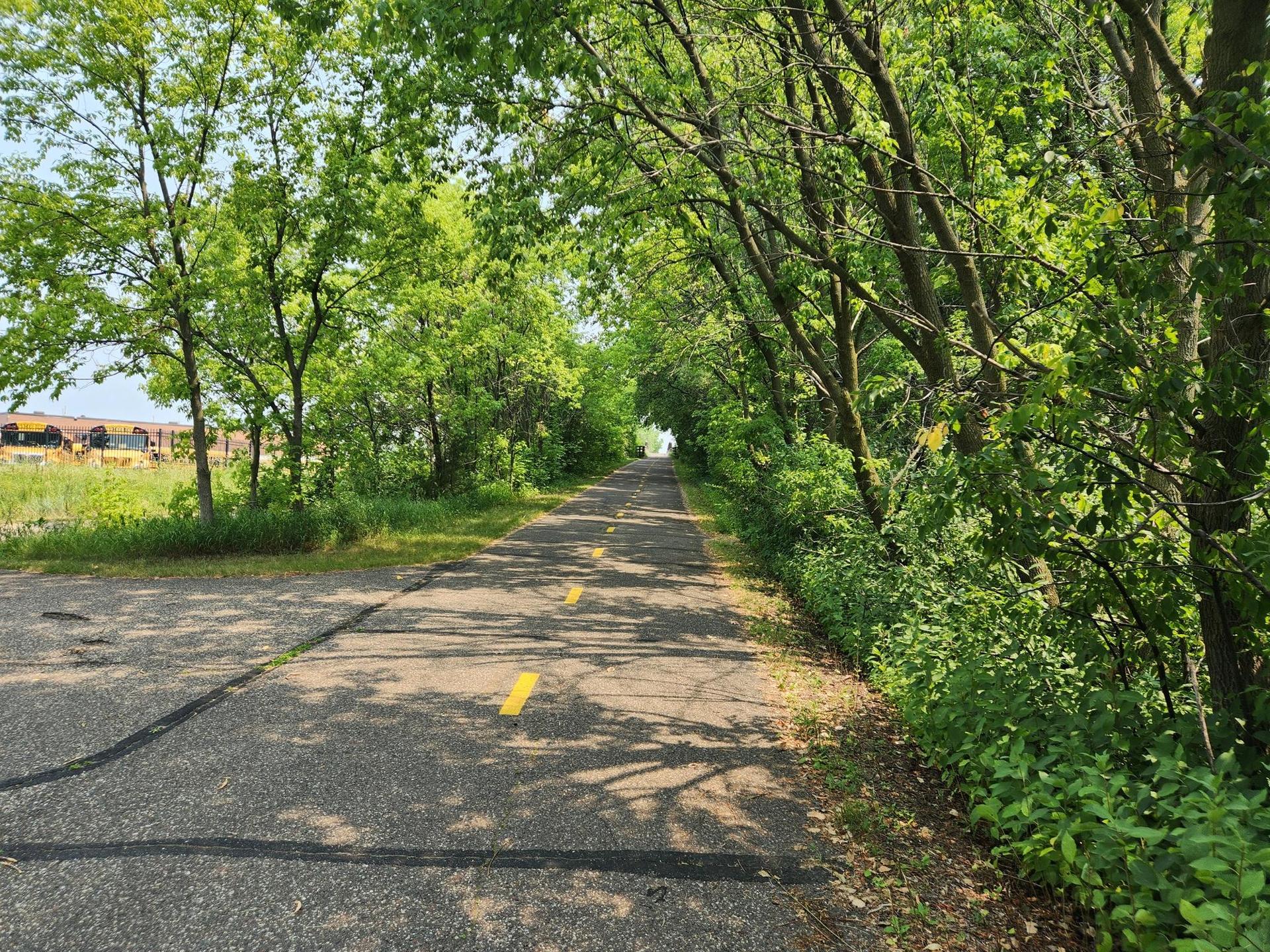 A sunlit paved path bordered by vibrant green trees and bushes.