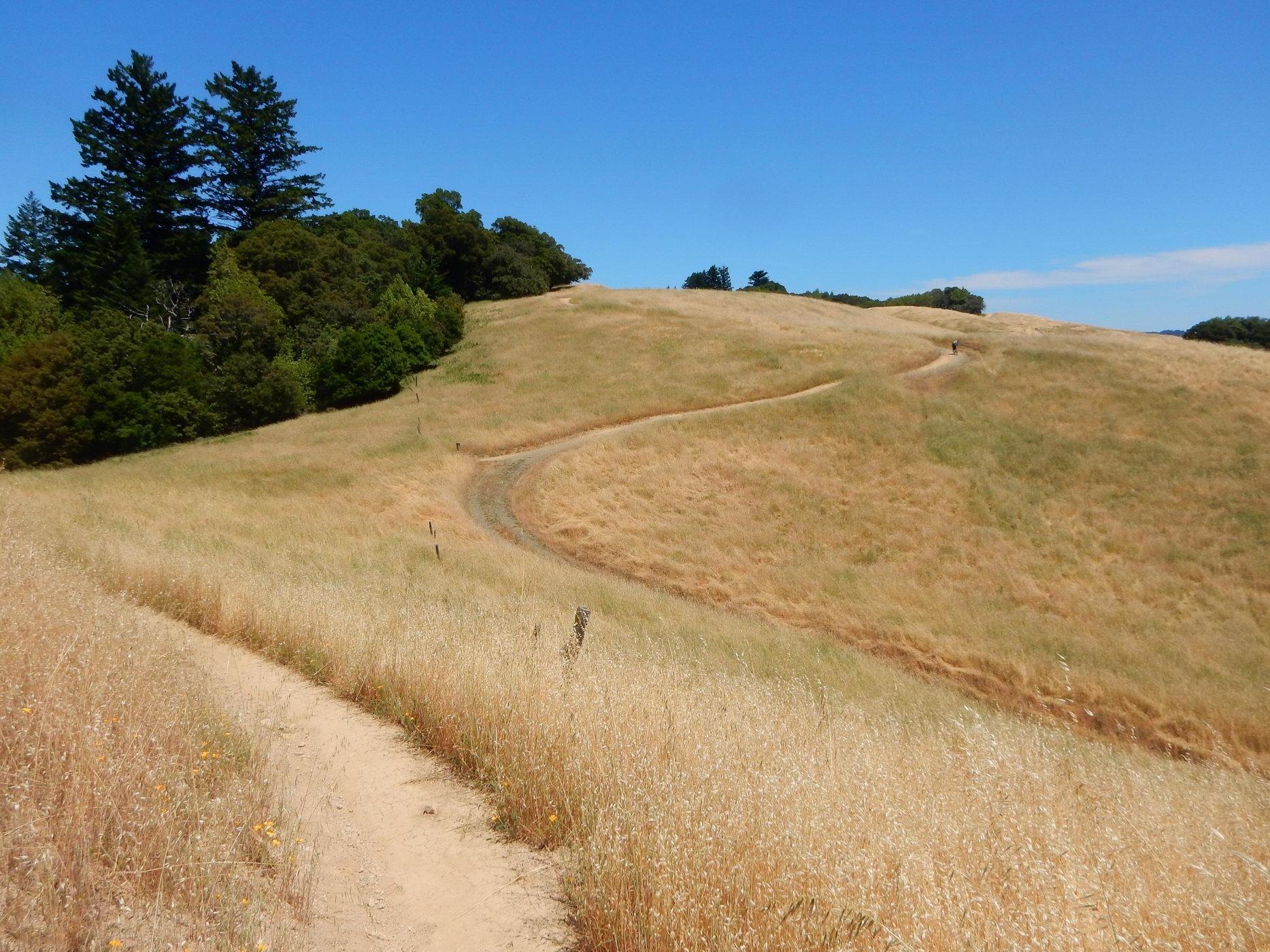 Winding dirt trail through golden grassy hills and trees under a blue sky.