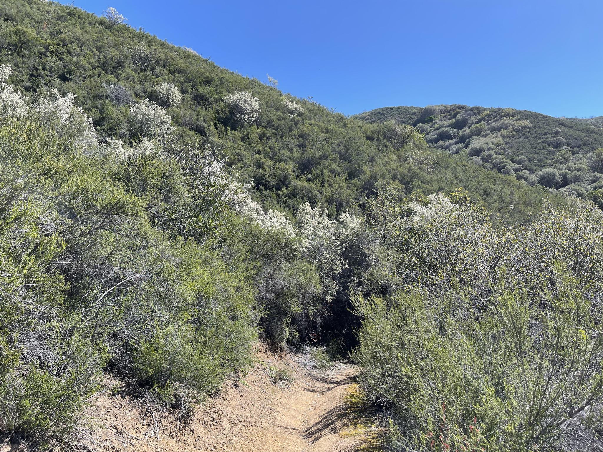 A narrow dirt trail winds through sunlit green hills with flowering shrubs.