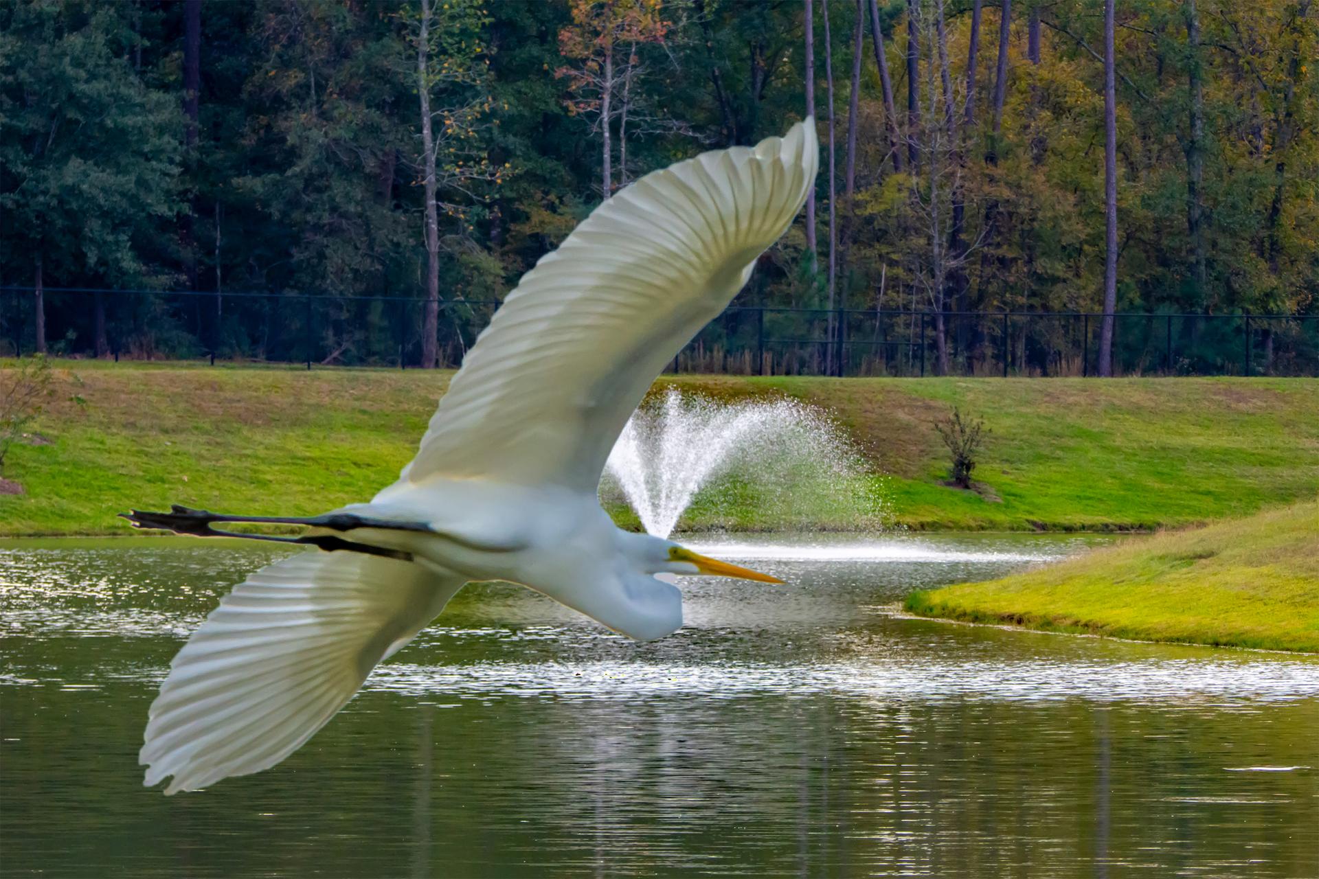 Large white bird flying over a pond with a fountain and green banks.