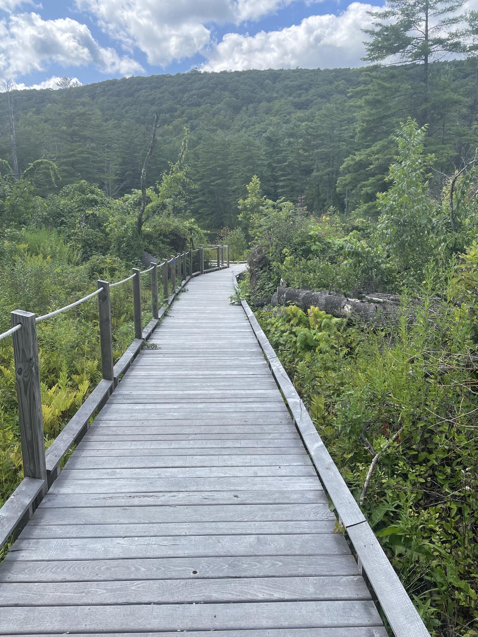 Wooden boardwalk winding through lush green forest under a cloudy sky.