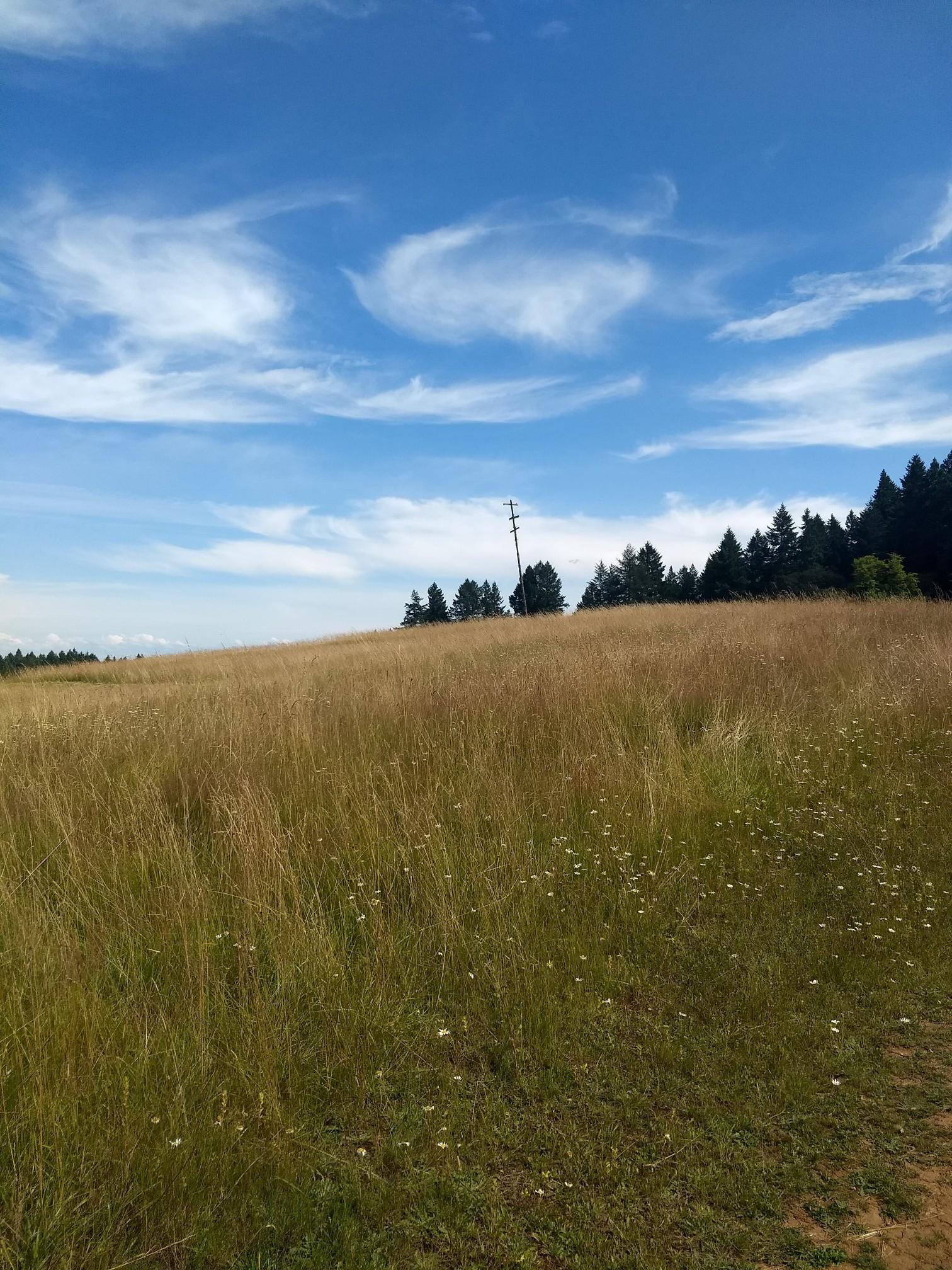 Vast golden grass field under a bright blue sky with scattered clouds.