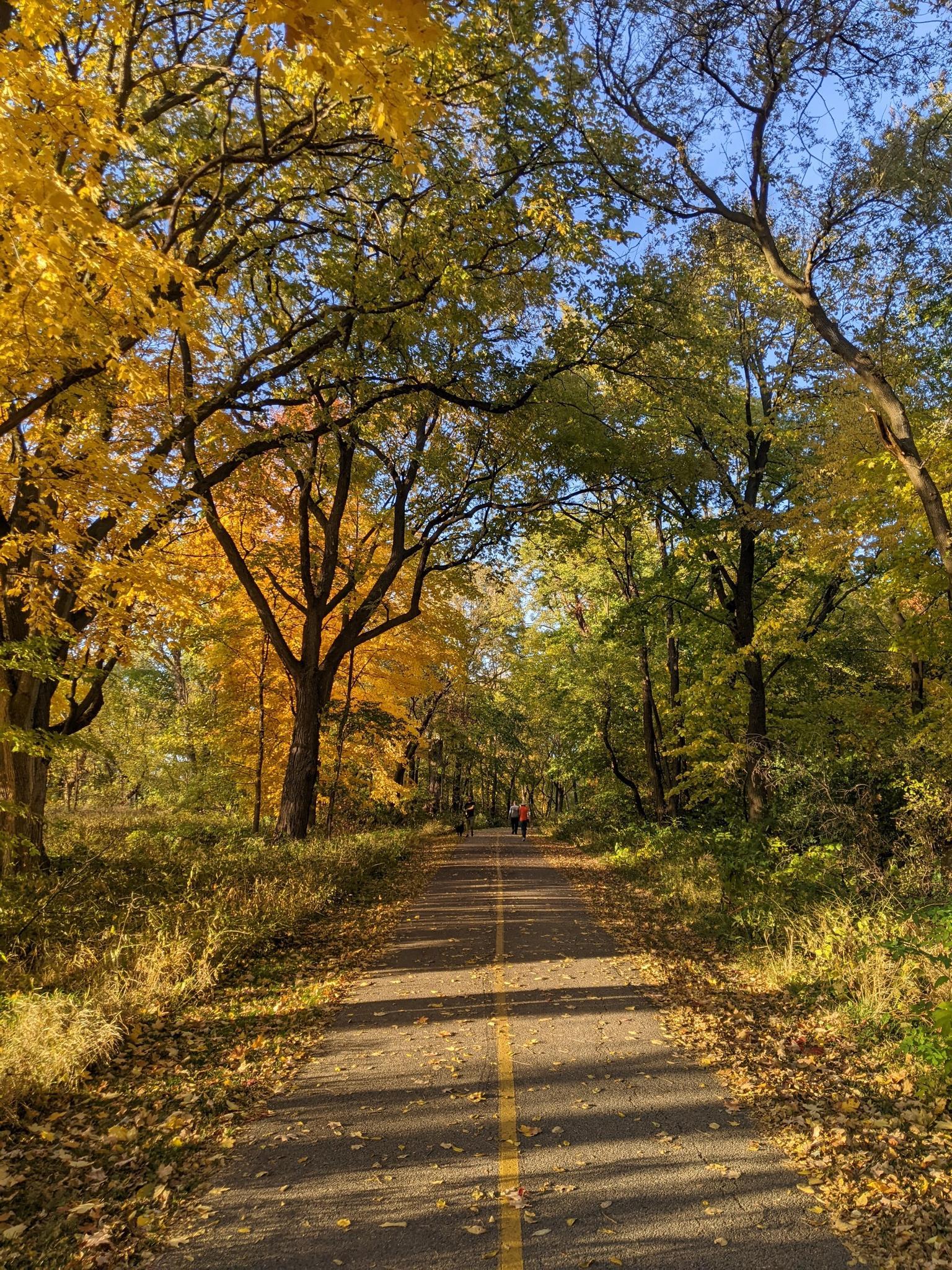 Paved path through vibrant autumn trees, dappled sunlight, distant person walking.