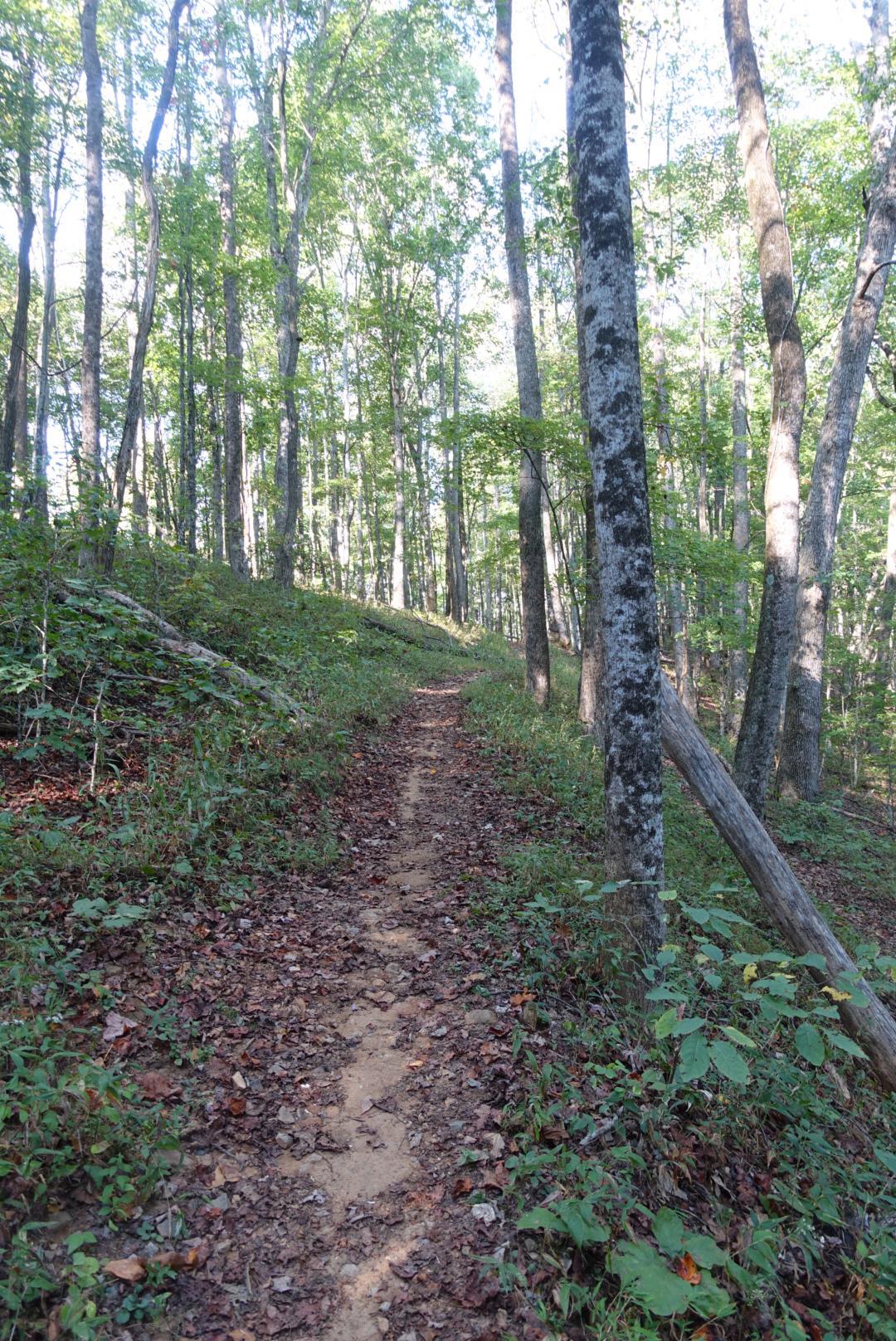 A sun-dappled dirt path winds uphill through a dense green forest.