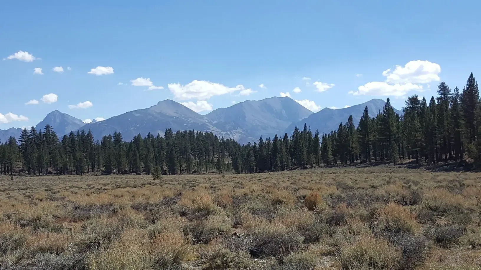 Wide meadow leading to a dense pine forest and rugged mountains.