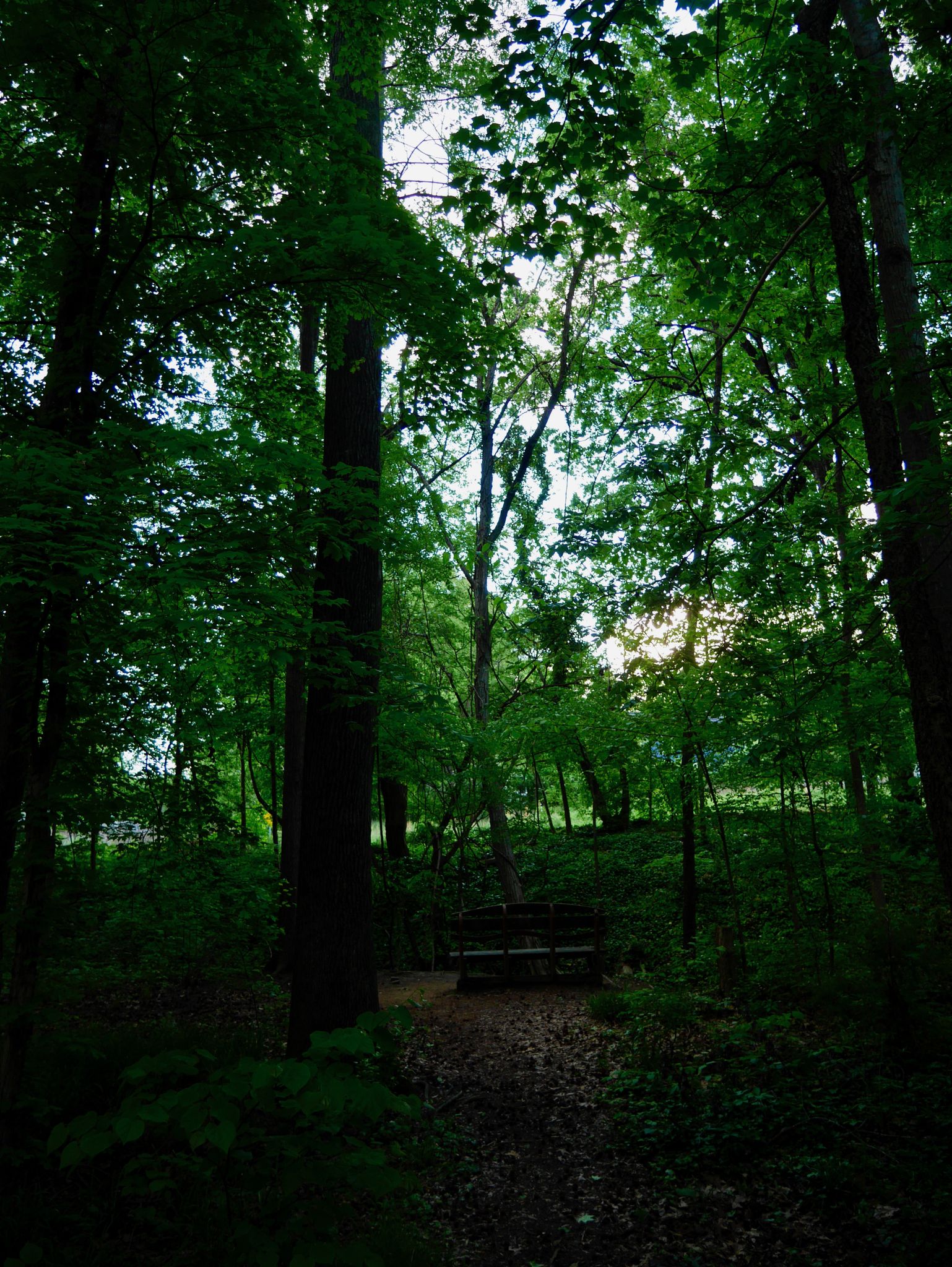 Dark forest path with a bench, dappled light filtering through green leaves. - North South Greenway Loop