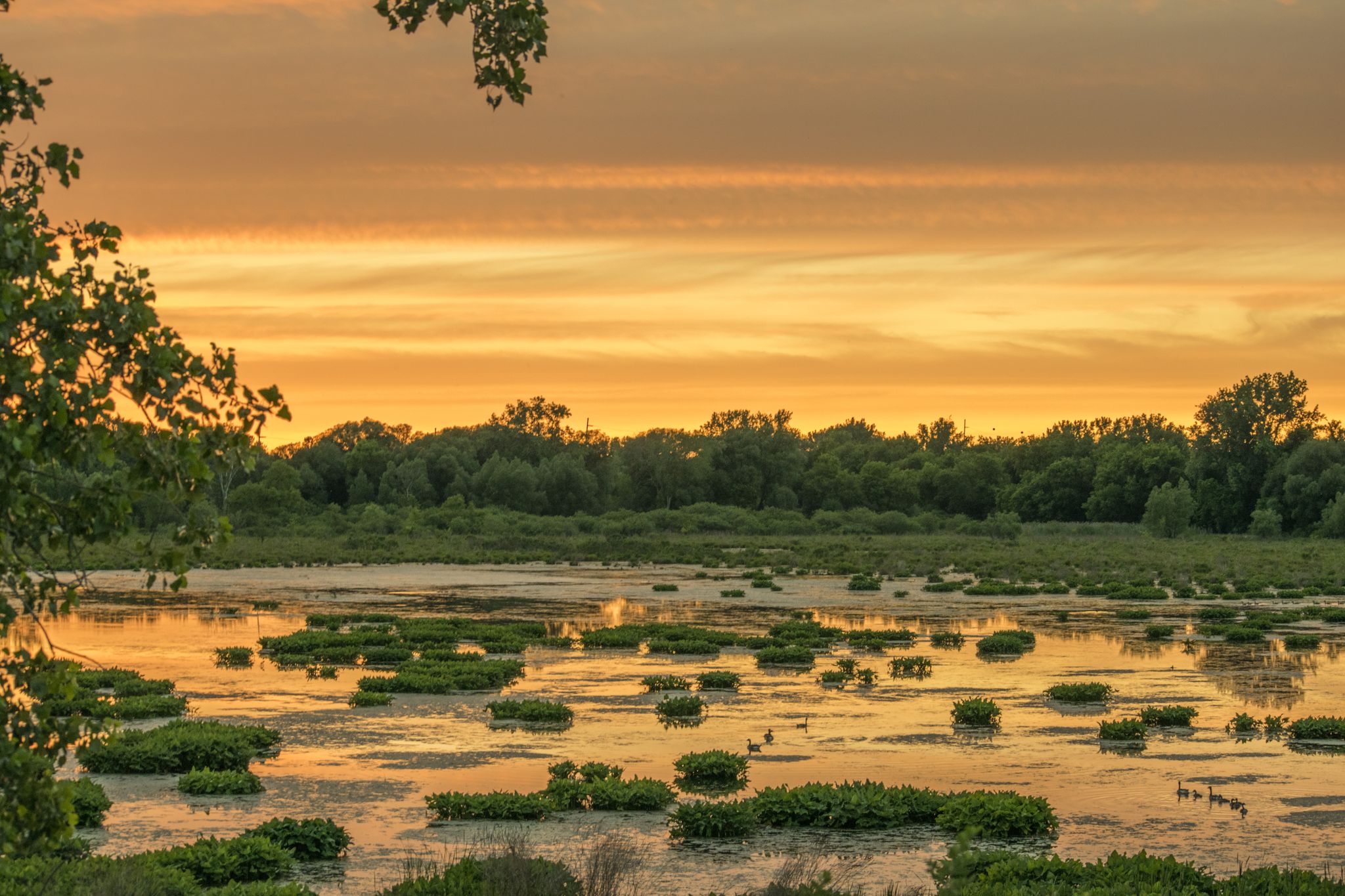 Golden sunset over a marshy wetland filled with green water plants and distant trees. - Utica Marsh Loop