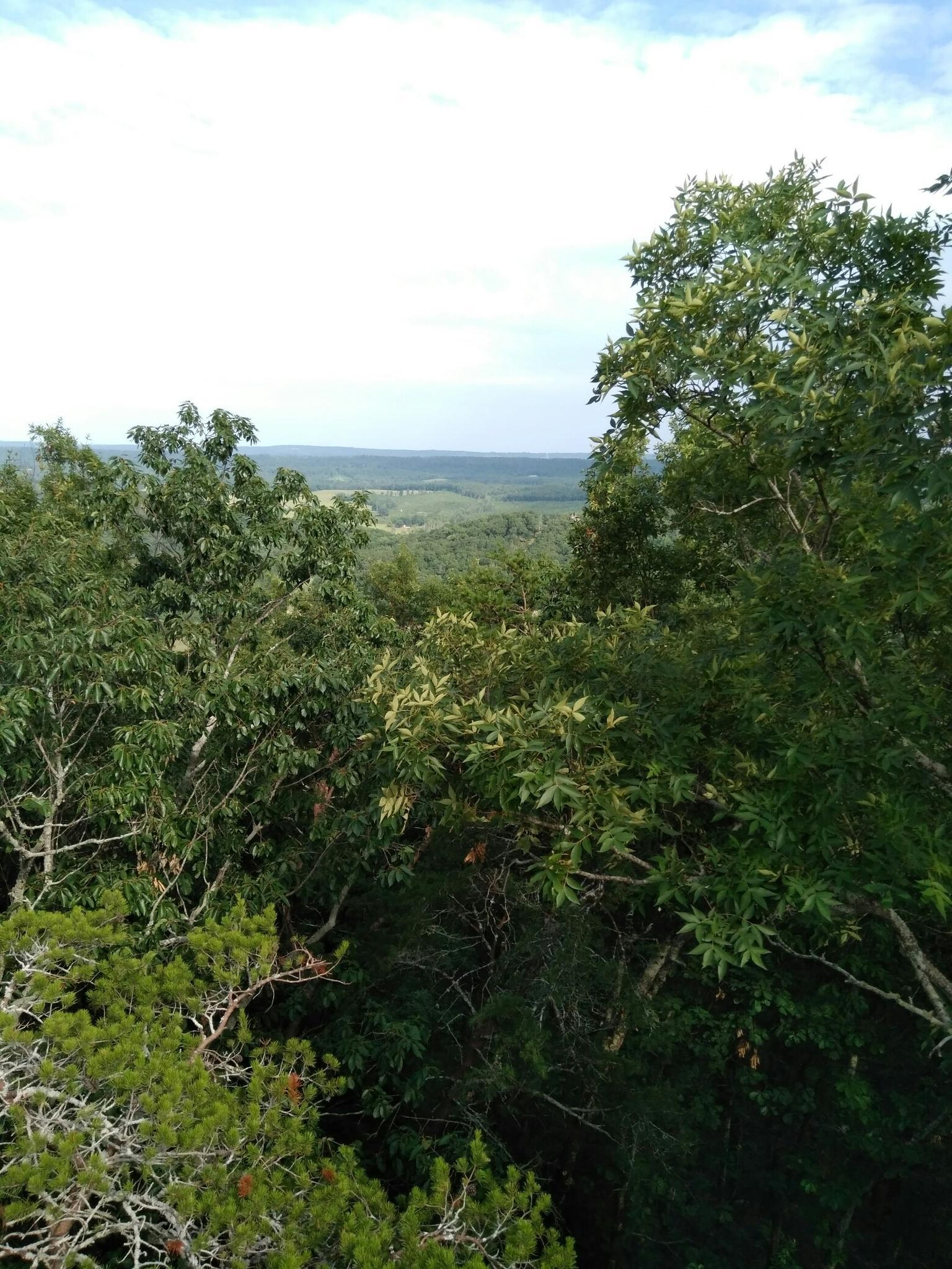 A panoramic view of dense green treetops stretching to a distant horizon.