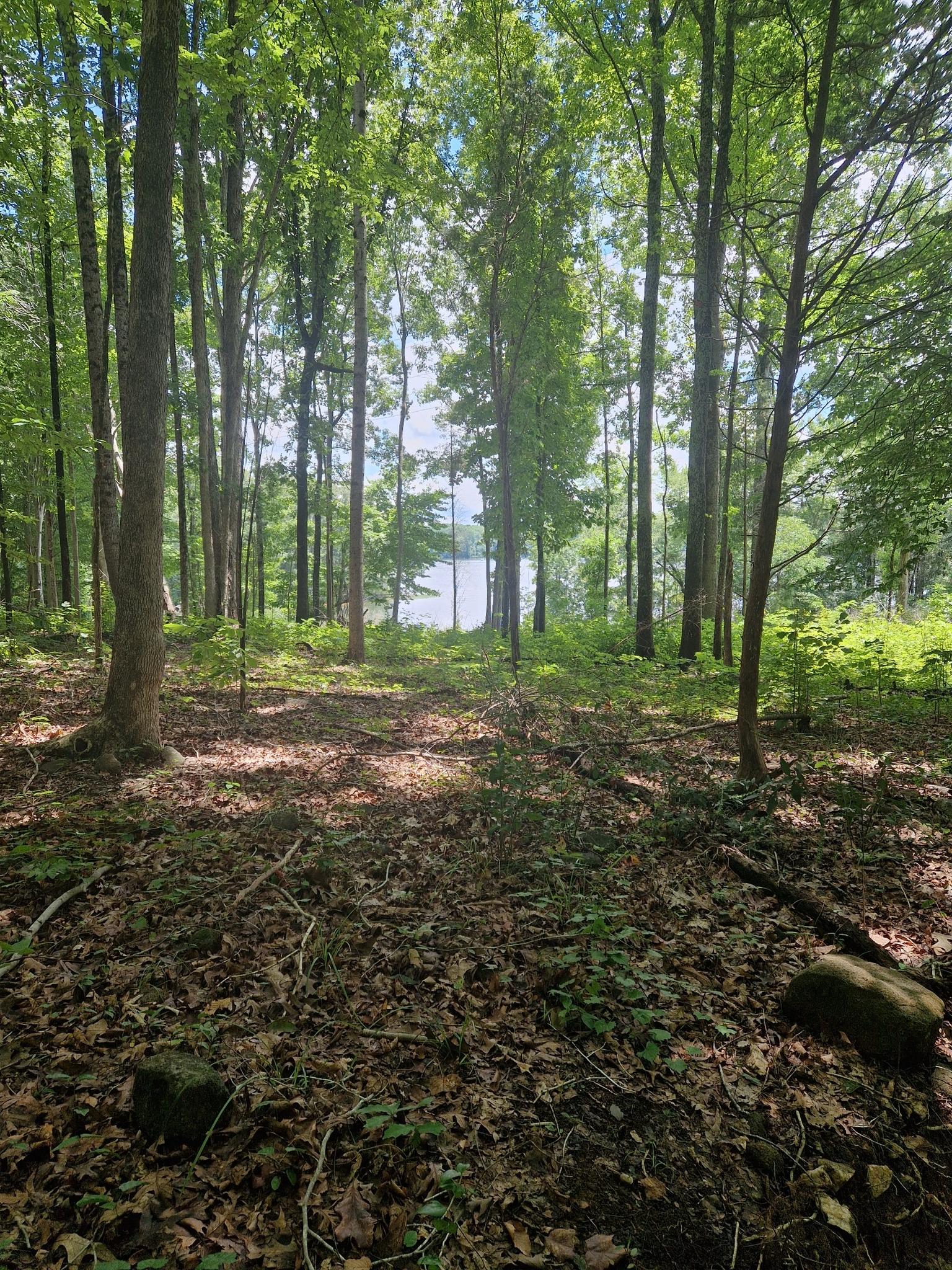 Sunlight filters through a dense forest to a distant lake on a bright day.