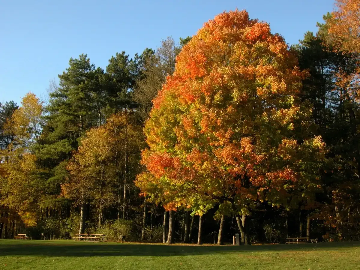 A vibrant orange and yellow autumn tree stands in a sunny grassy field. - Rock Creek and Old Mill Trail Loop