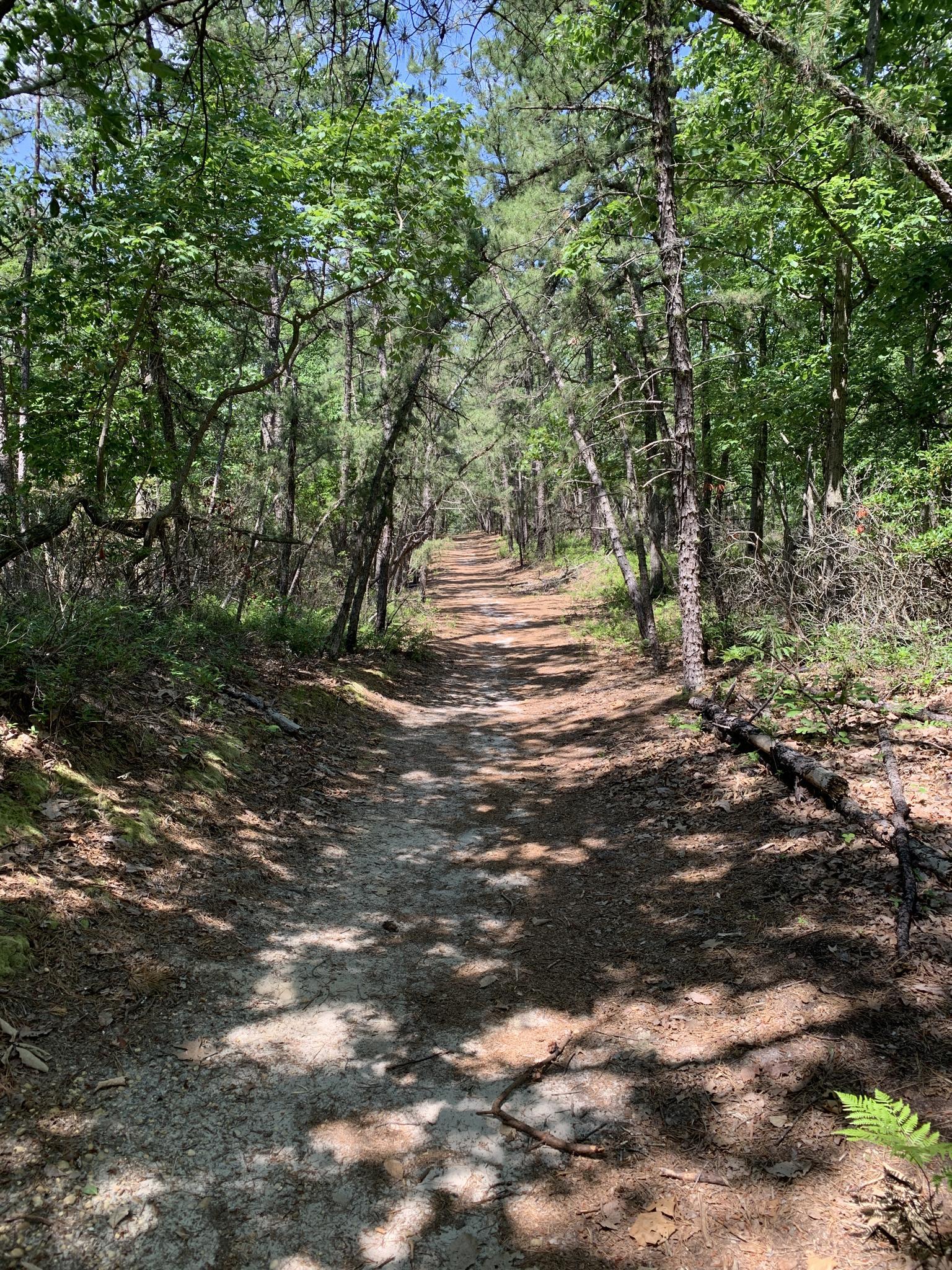 A sunny dirt path winding through a dense green forest.
