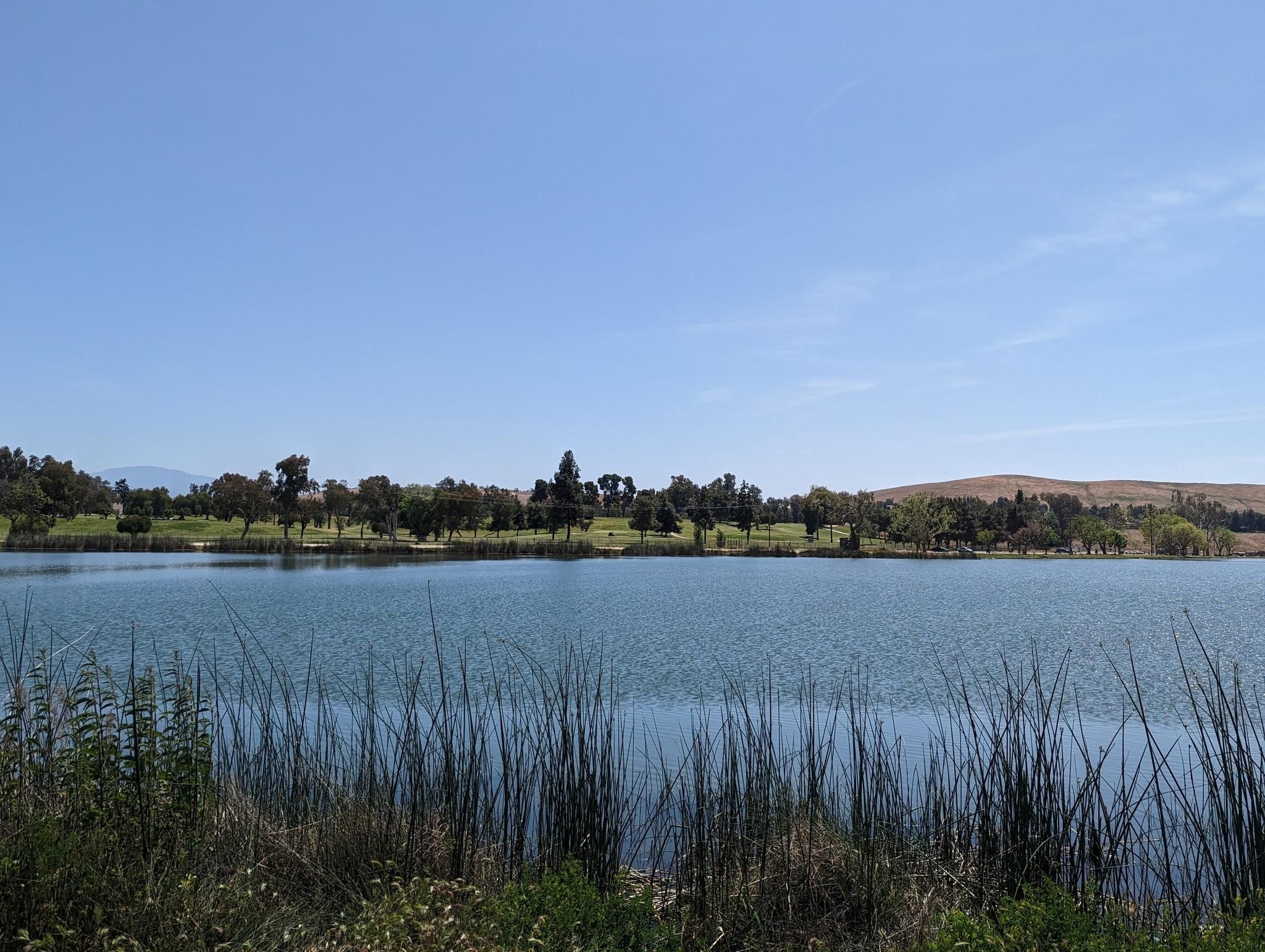 A calm lake with reeds in the foreground and distant trees under a clear sky. - Hart Memorial Park loop