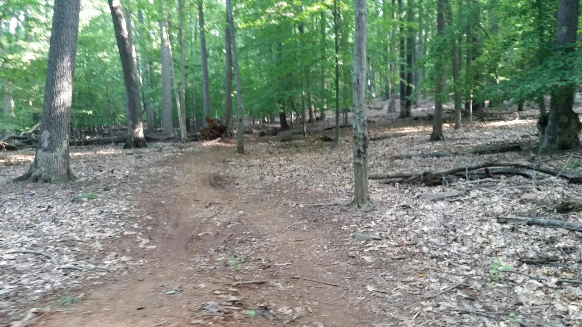 A dirt path winding uphill through a forest with fallen leaves.