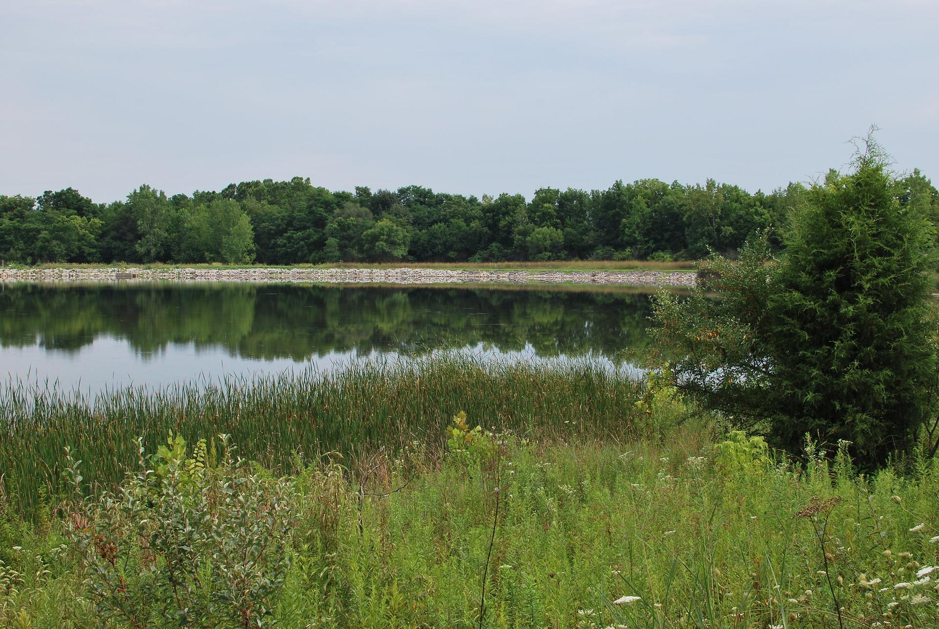 Calm lake reflecting green trees under an overcast sky, with tall grass.