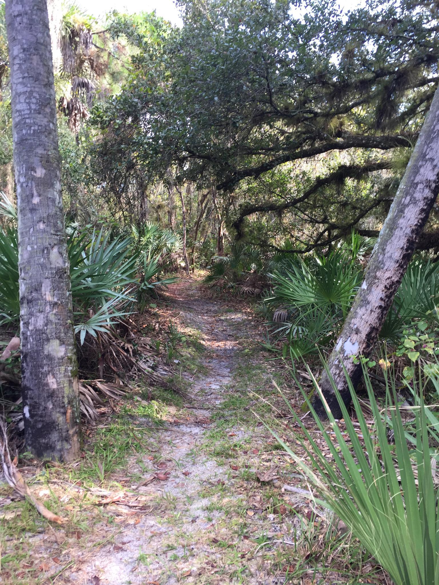 A narrow dirt path winds through a lush, sunlit forest with dense vegetation.
