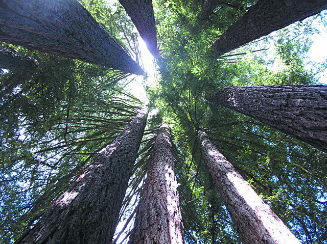 Looking up at towering tree trunks and green canopy on a sunny day.