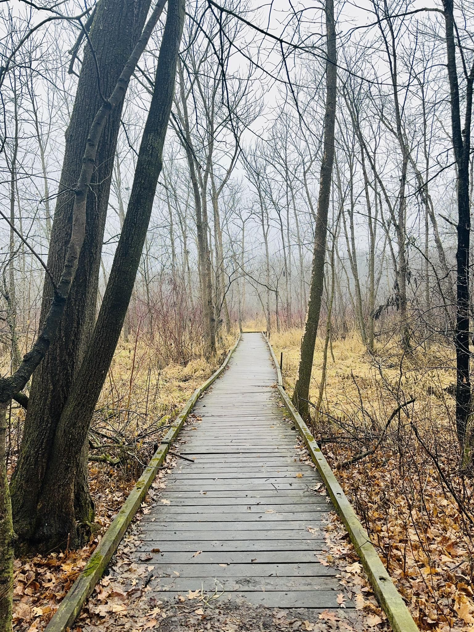 Wooden boardwalk through a misty, bare-treed forest with yellow marsh grass. - Wood-Rill Scientific and Natural Area loop
