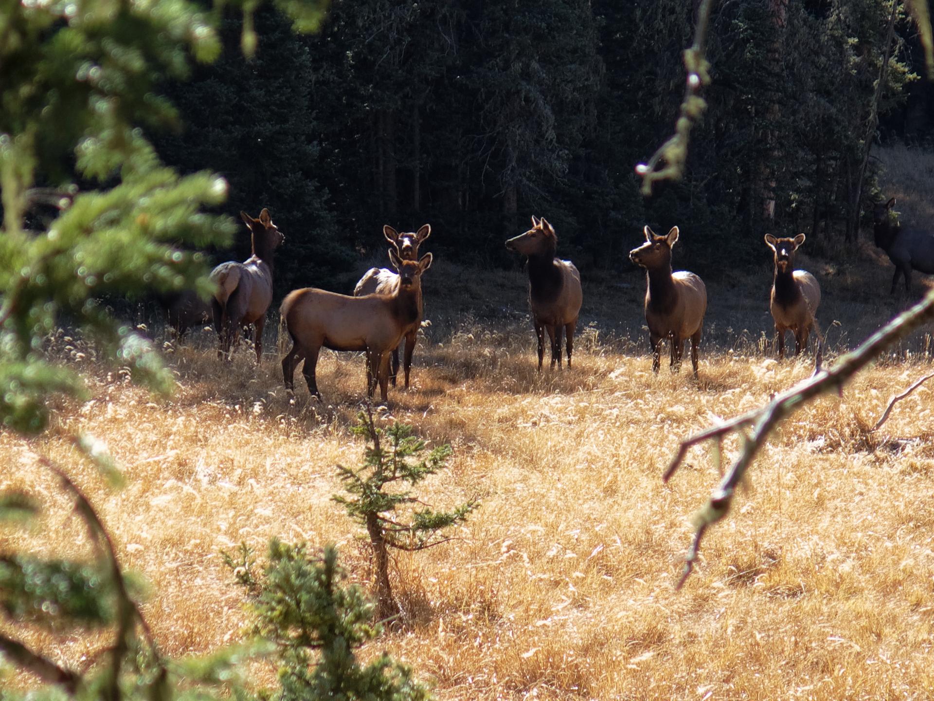 A herd of elk stands in a sunlit, golden grassy clearing with dark trees.
