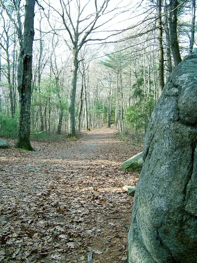 A leaf-covered forest path winds through bare trees, next to a large rock.