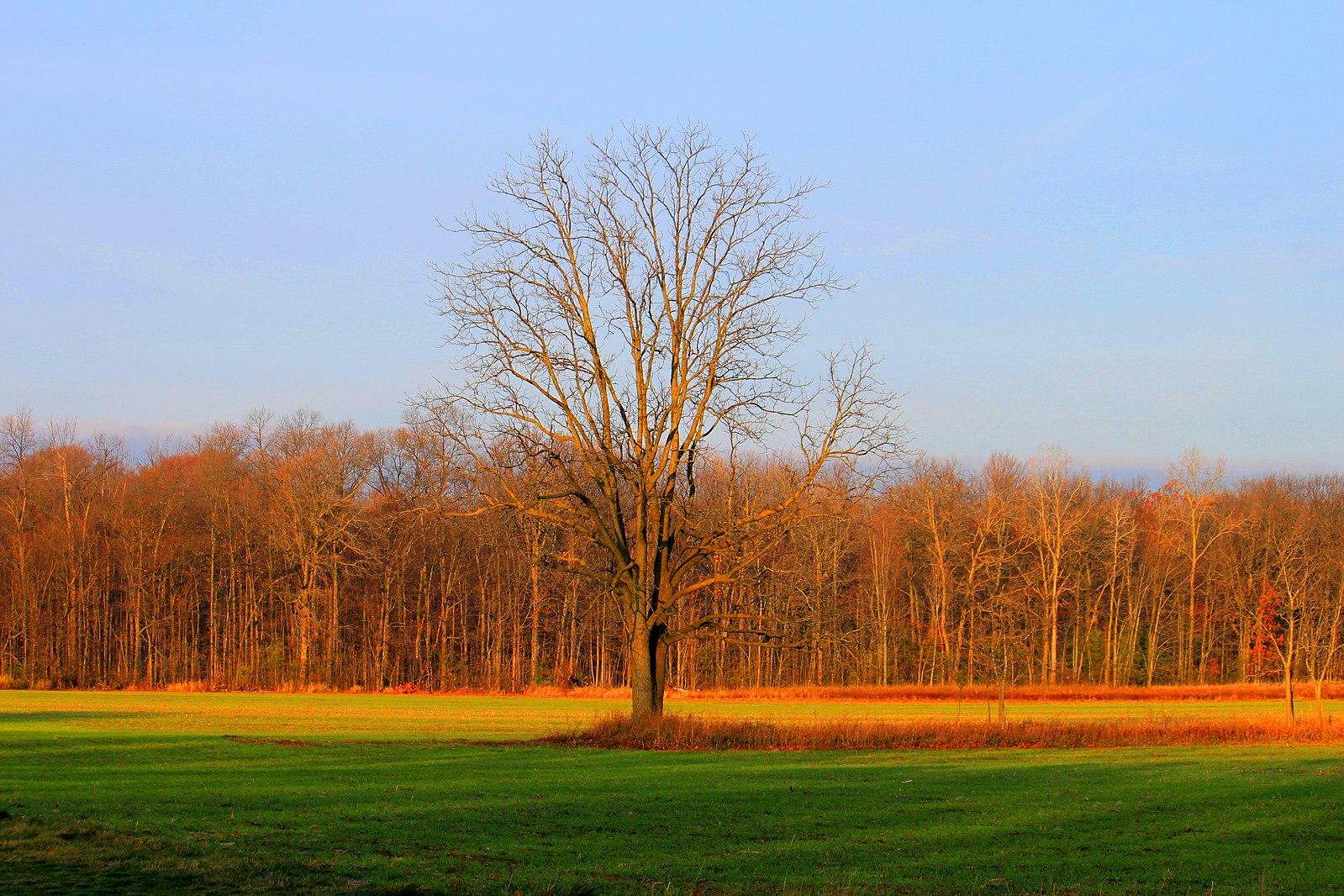 A solitary bare tree stands in a vibrant field under a clear sky.