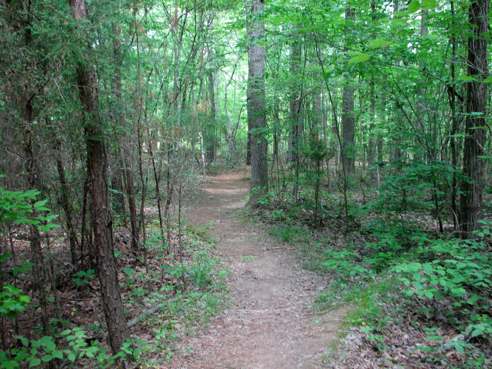 A winding dirt path through a lush green forest with soft, natural light.