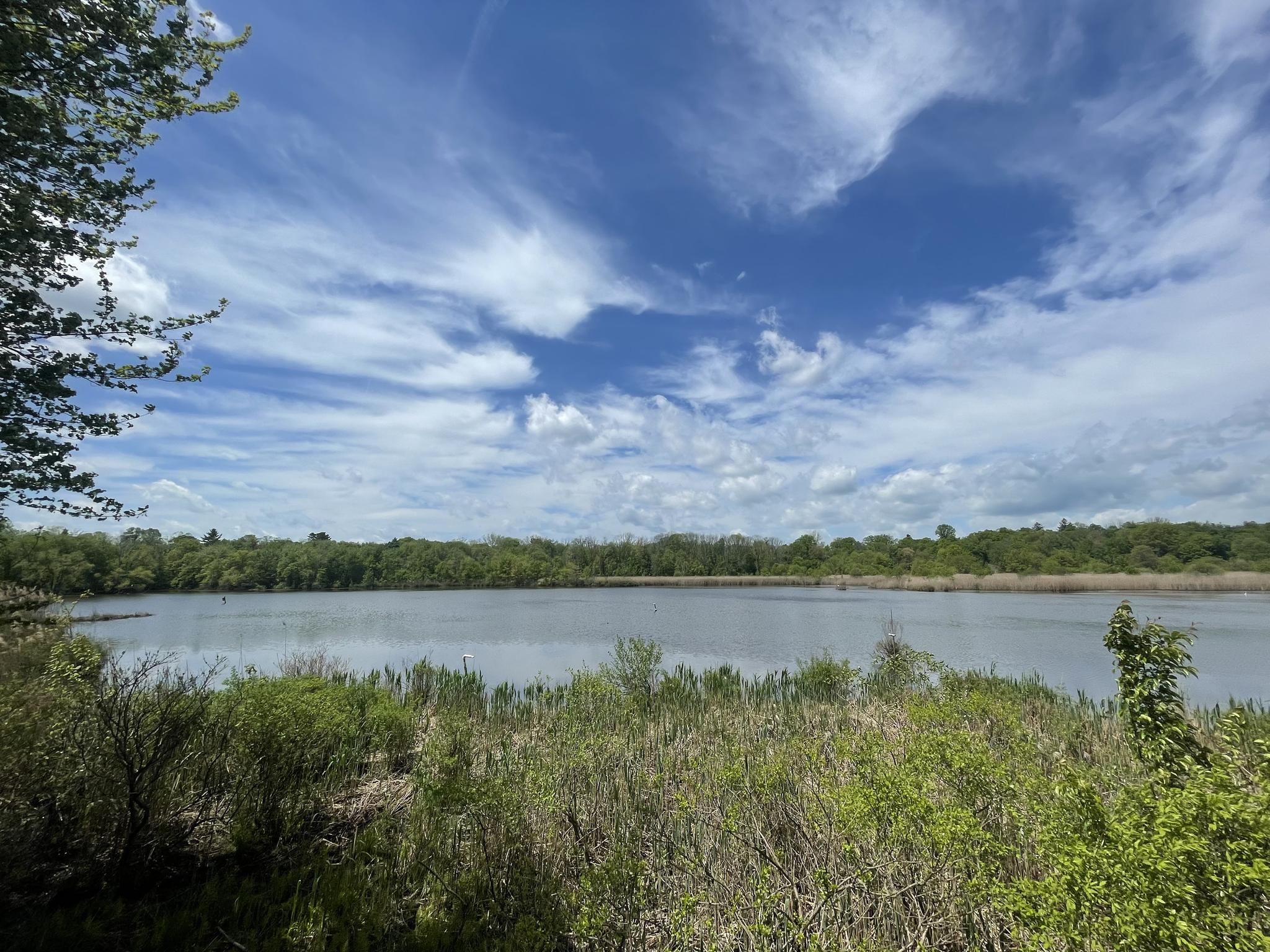 Calm lake surrounded by green trees and bushes under a bright, cloudy sky.