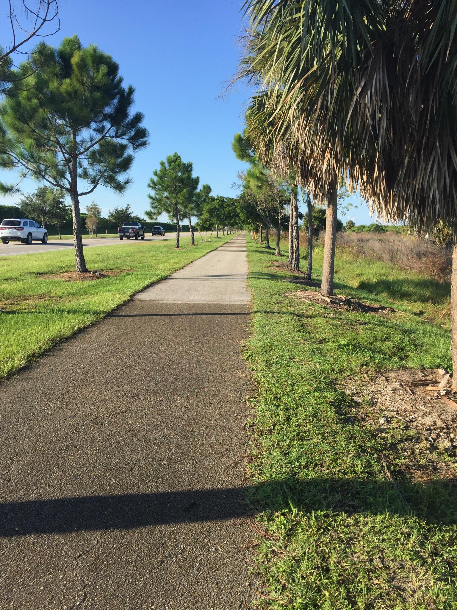 A long paved path lined by palm and pine trees on a clear day.