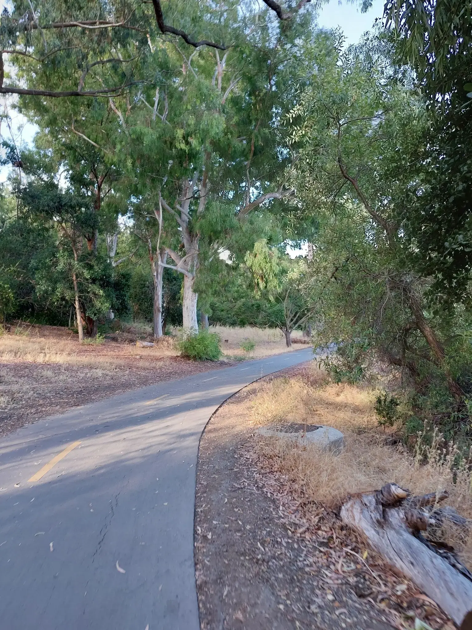 Paved path winding through a forest with tall trees and dry undergrowth.