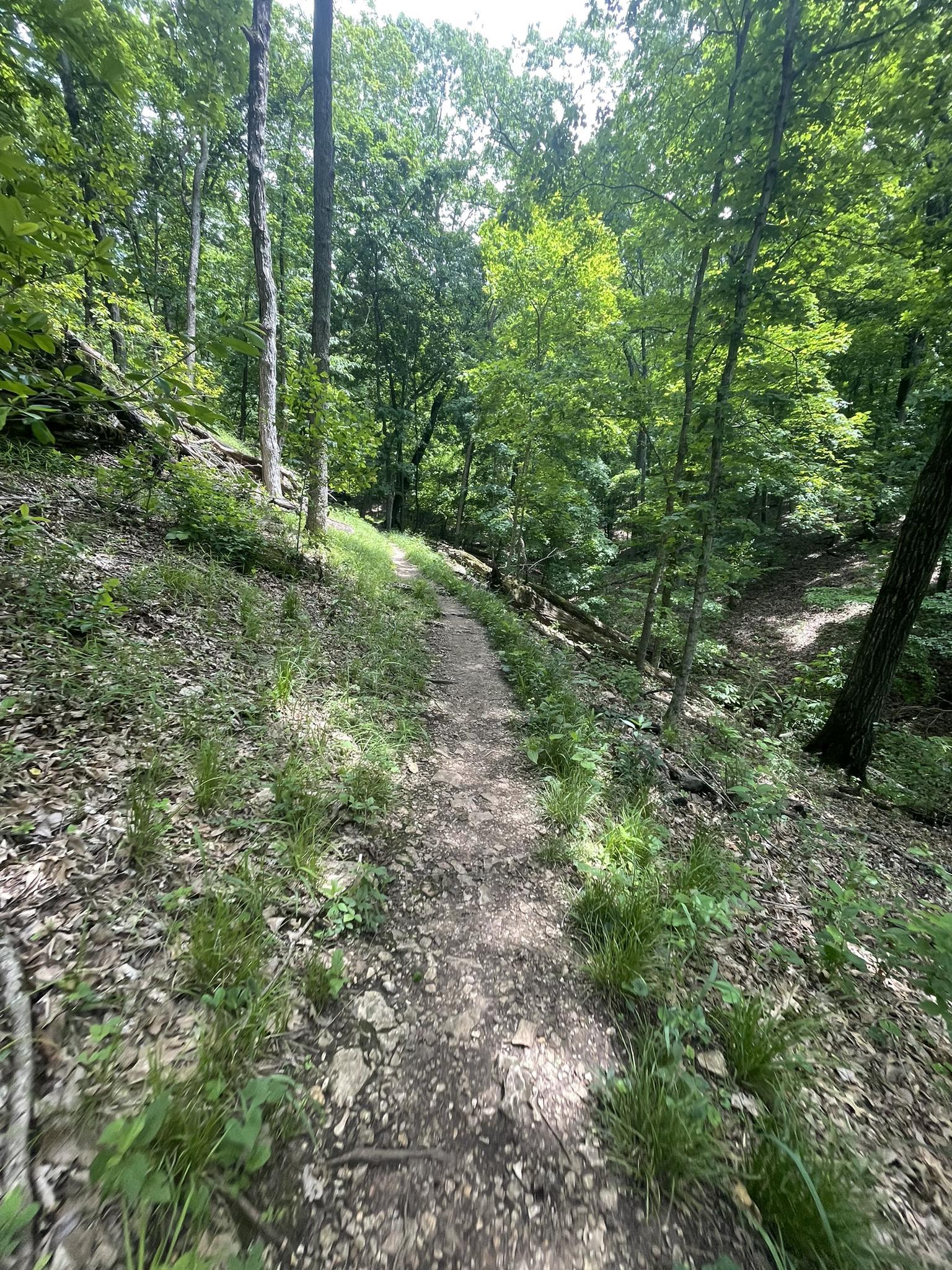 Sunlit dirt path winding through a dense green forest on a bright day.
