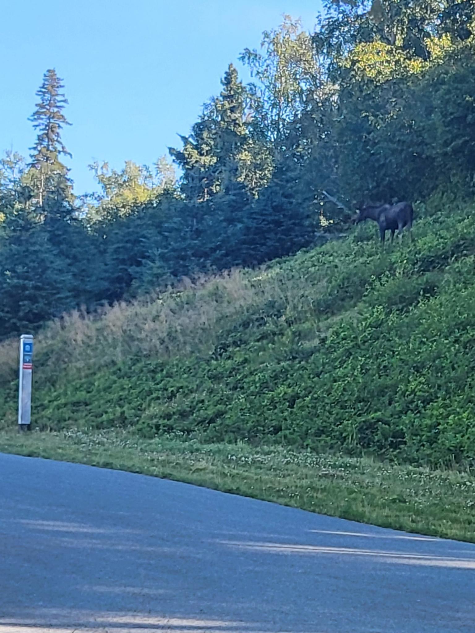 Dark animal on a steep, green, tree-covered hillside next to a road.